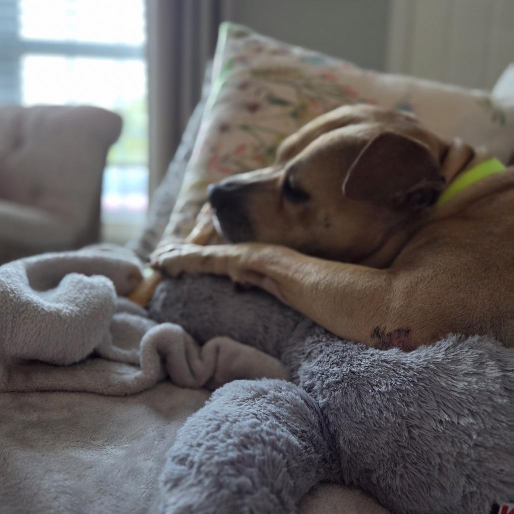 Enlarge Cleo, a Adoptable Mixed Breed in Raleigh, NC image 1/6