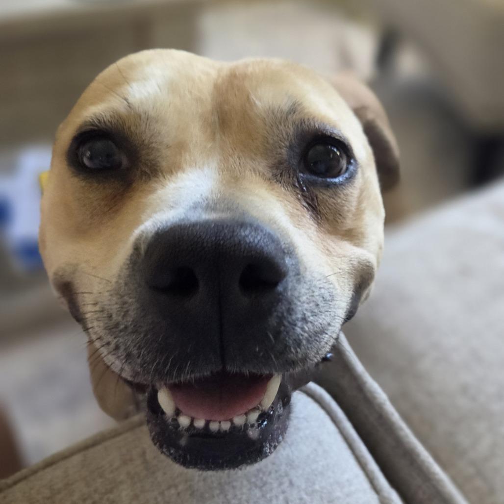 Enlarge Cleo, a Adoptable Mixed Breed in Raleigh, NC image 2/6