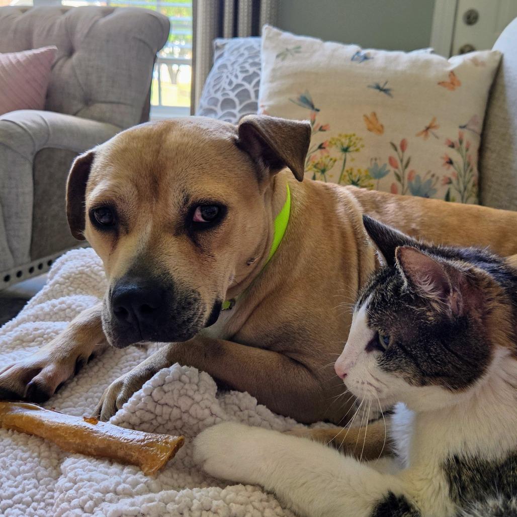 Enlarge Cleo, a Adoptable Mixed Breed in Raleigh, NC image 3/6