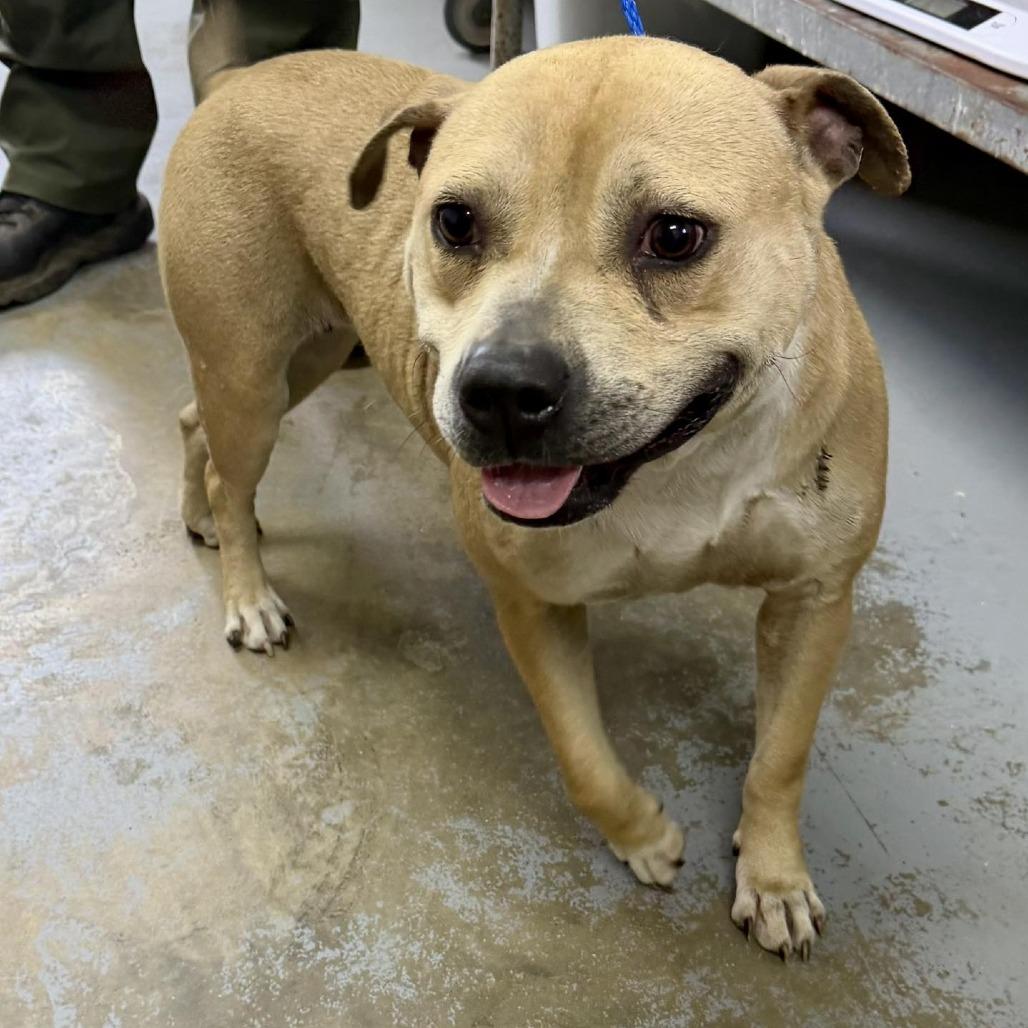Enlarge Cleo, a Adoptable Mixed Breed in Raleigh, NC image 4/6