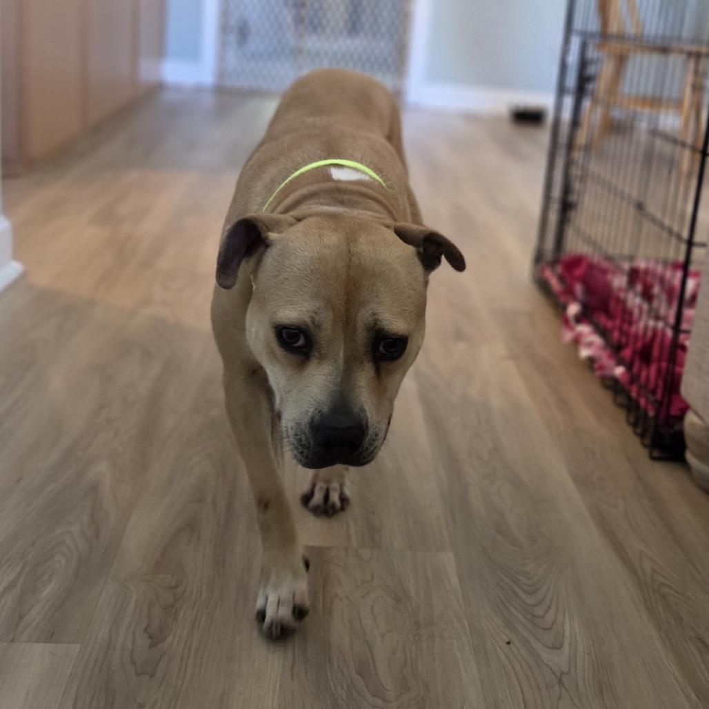 Enlarge Cleo, a Adoptable Mixed Breed in Raleigh, NC image 5/6
