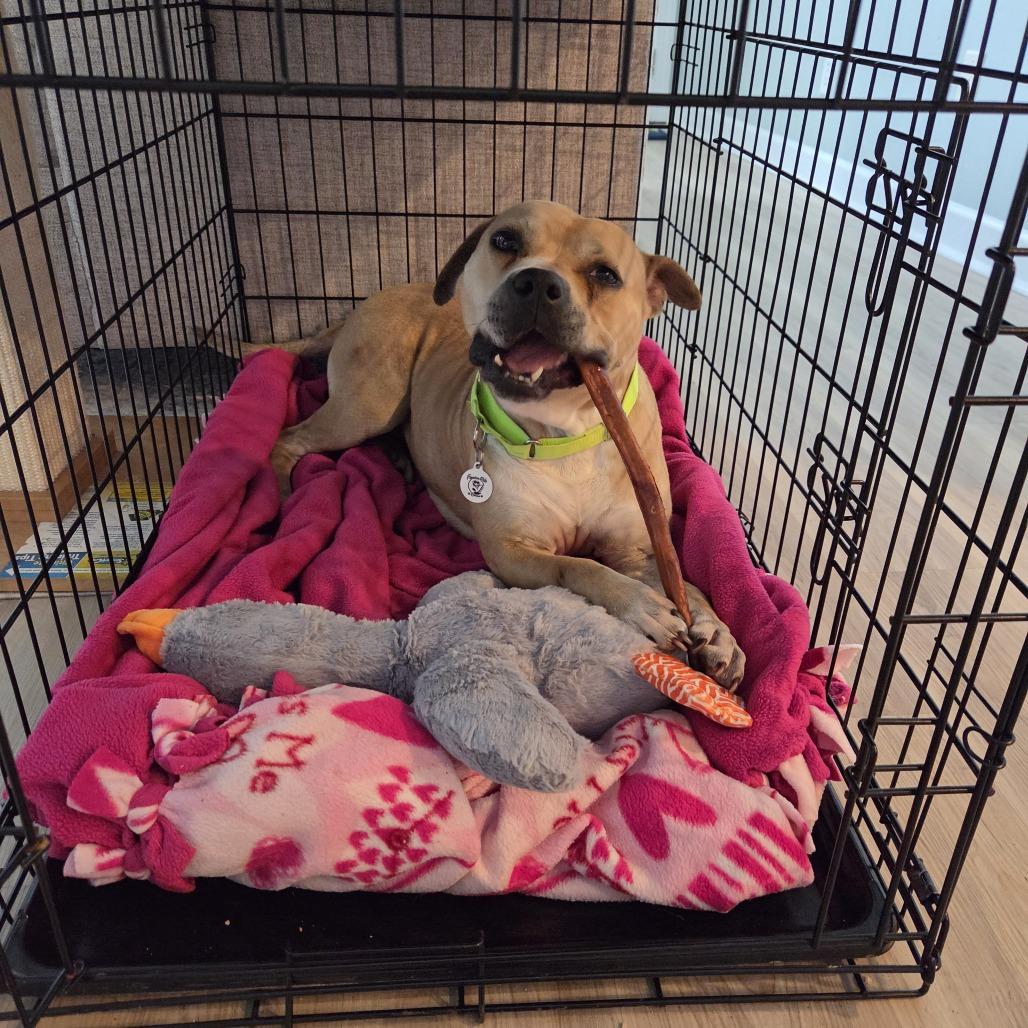 Enlarge Cleo, a Adoptable Mixed Breed in Raleigh, NC image 6/6