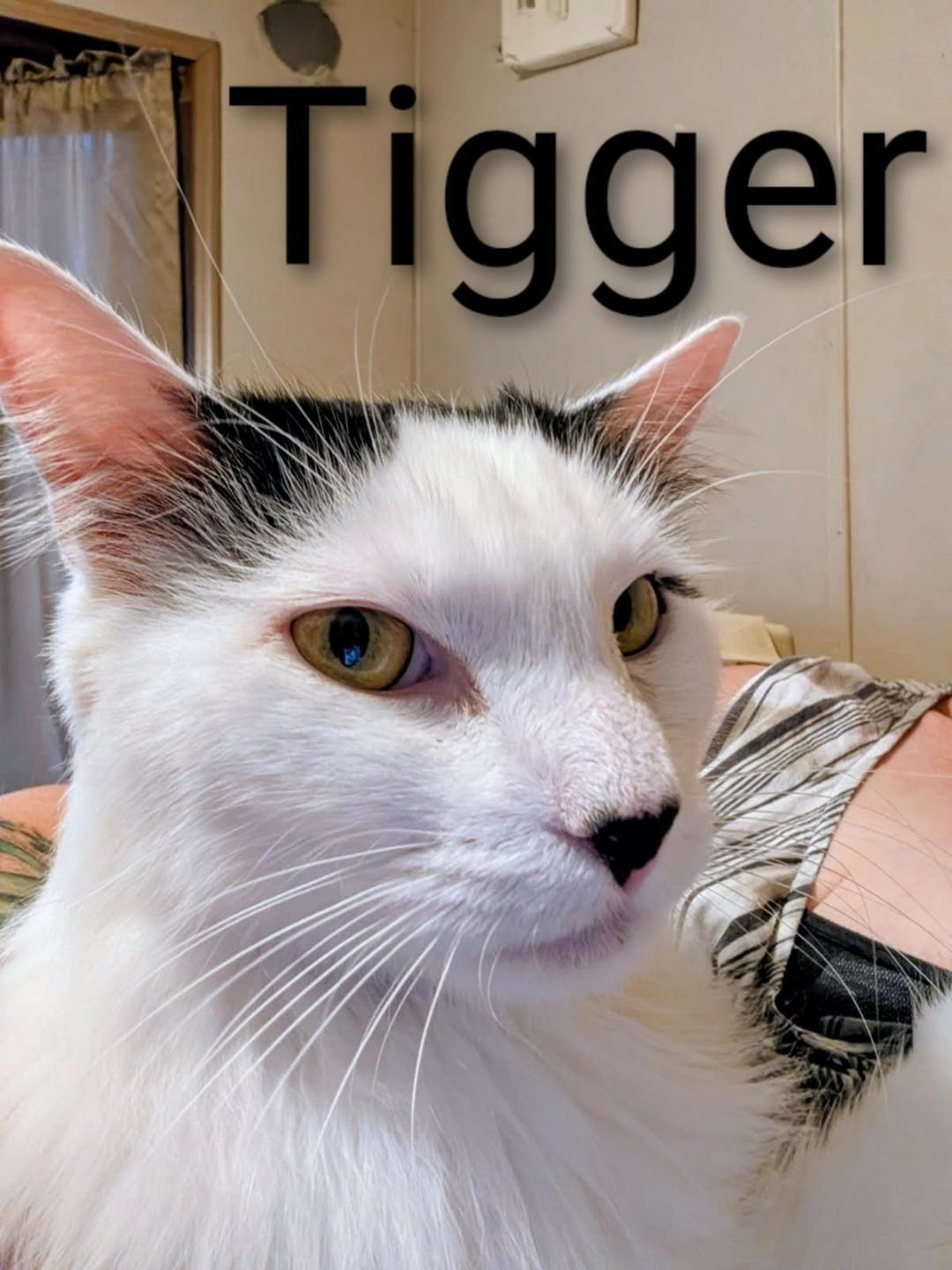 Tigger thumbnail 3