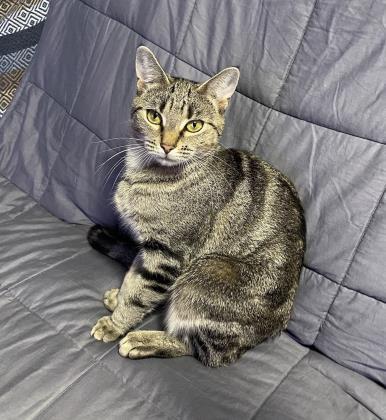 Stevie, adoptable, Senior Female Domestic Short Hair.