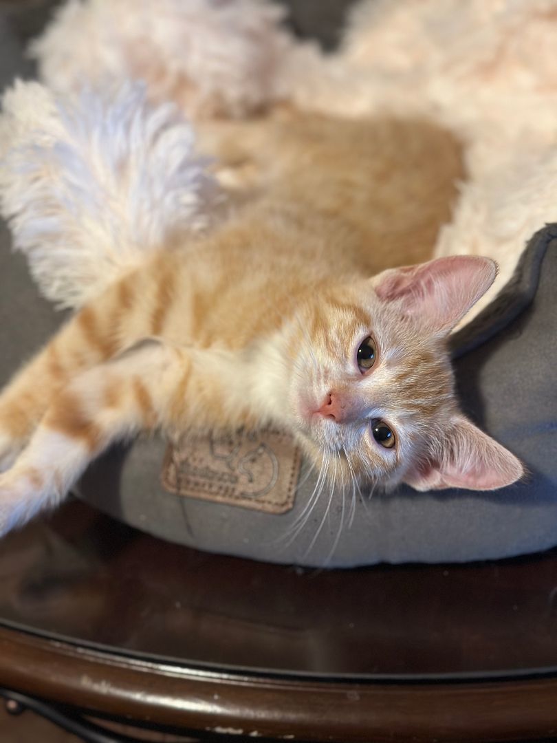 Enlarge Bonnie, a Adopted Tabby in Lexington, KY image 1/2