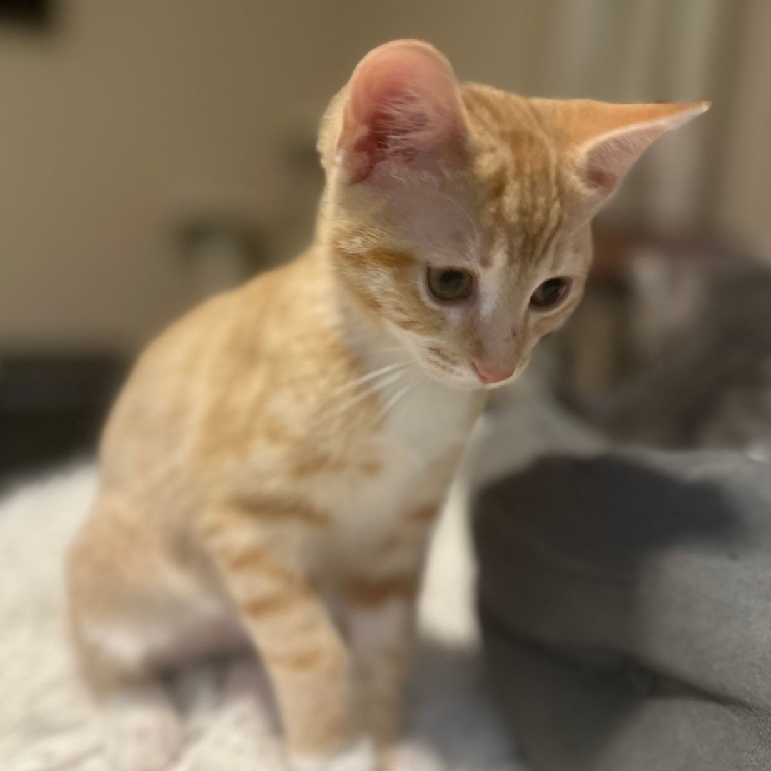 Enlarge Bonnie, a Adopted Tabby in Lexington, KY image 2/2