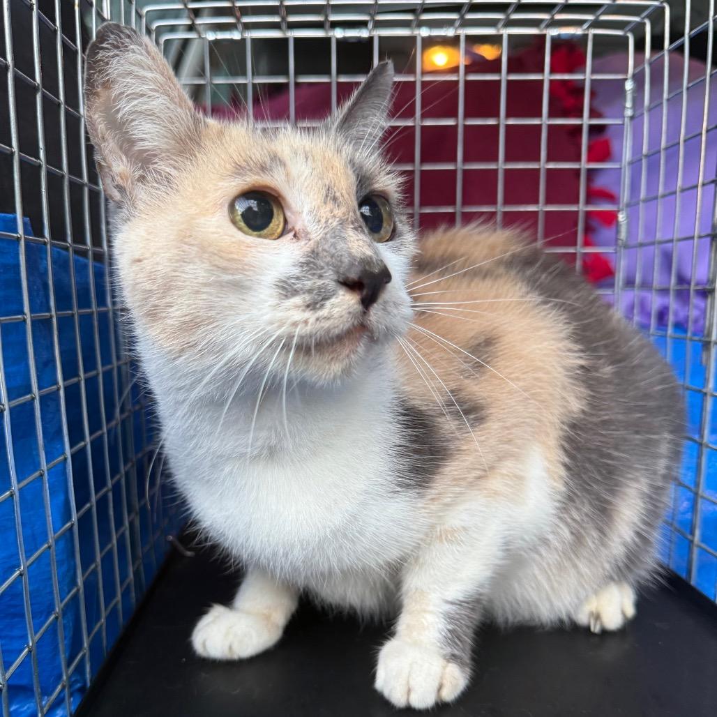 Enlarge Opal, a Adoptable Domestic Short Hair in Kansas City, MO image 1/1