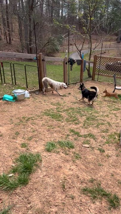 Enlarge Scarecrow, an adopted mixed breed in Marshall, NC video 5/5