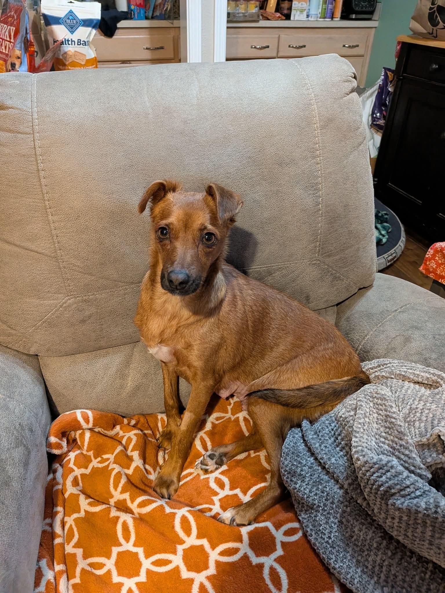 Enlarge Autumn, a ADOPTABLE mixed breed in Olympia, WA image 3/3