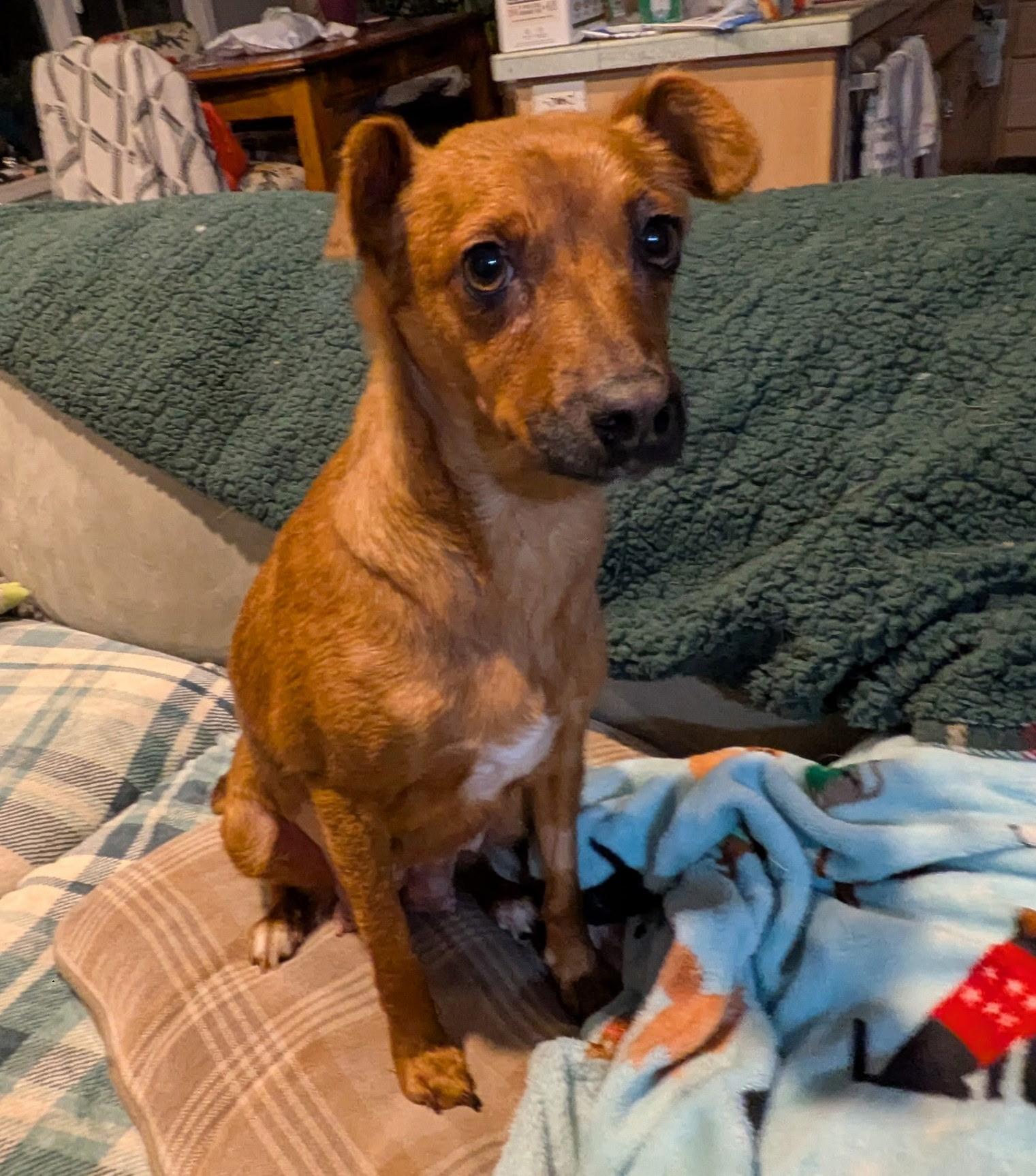 Enlarge Autumn, a ADOPTABLE mixed breed in Olympia, WA image 1/3