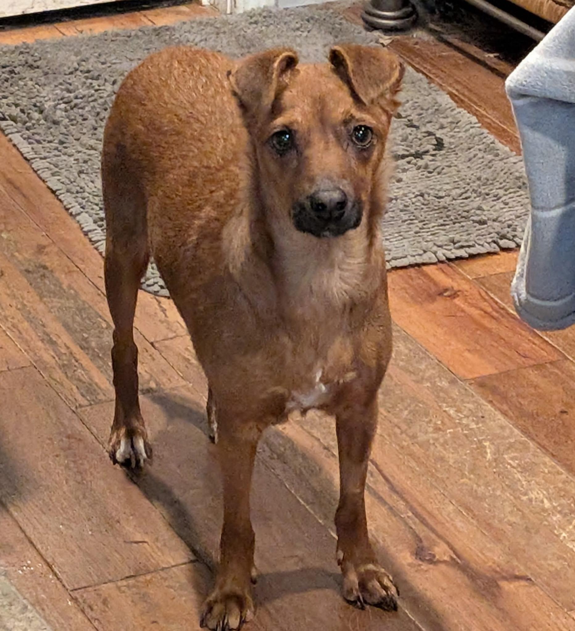 Enlarge Autumn, a ADOPTABLE mixed breed in Olympia, WA image 2/3