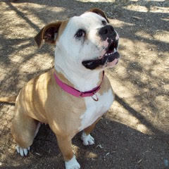 Enlarge Teana, a Adoptable American Bulldog in Green Valley, AZ image 1/6