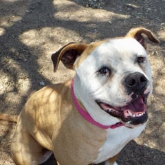 Enlarge Teana, a Adoptable American Bulldog in Green Valley, AZ image 4/6