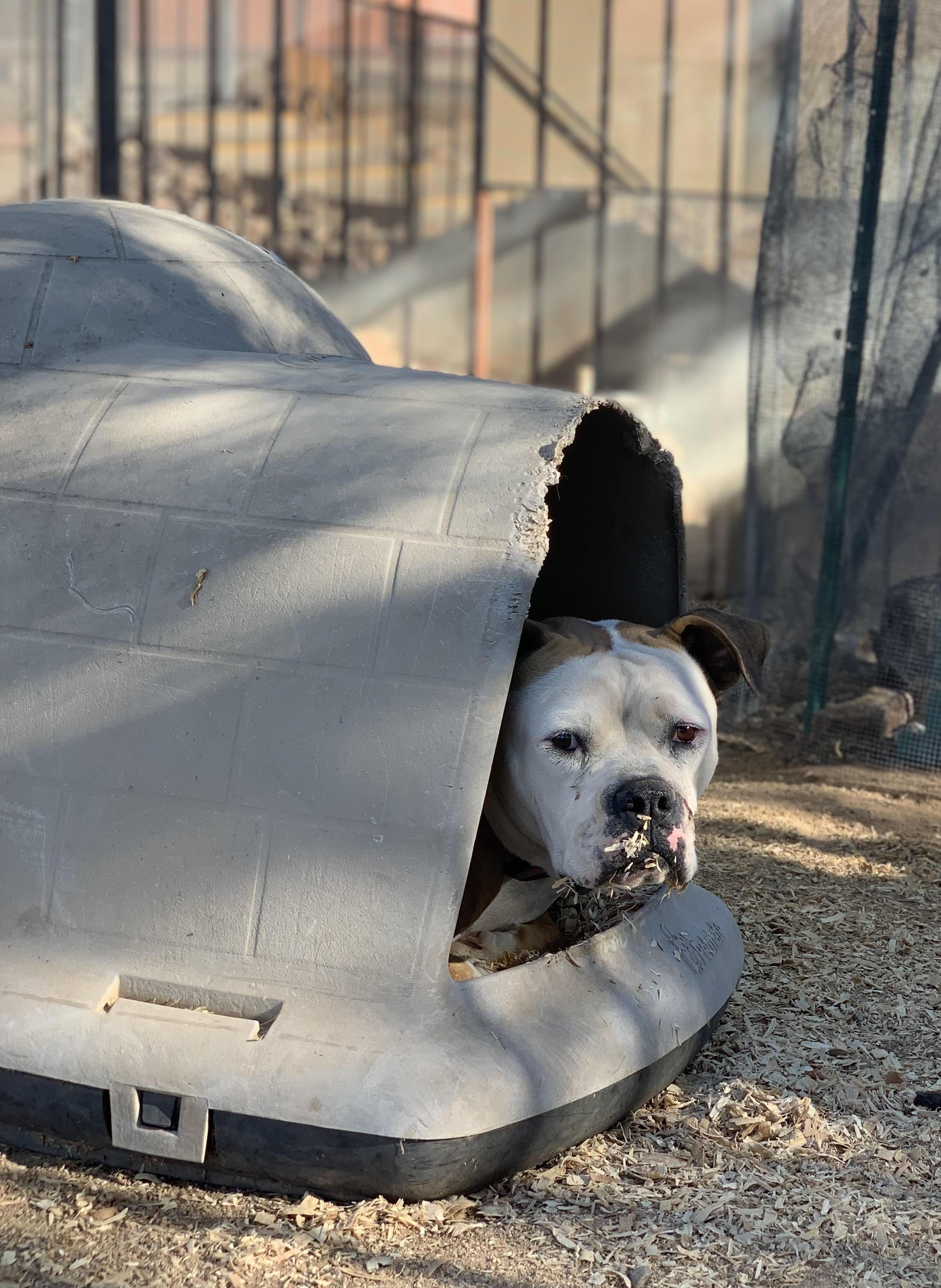 Enlarge Teana, a Adoptable American Bulldog in Green Valley, AZ image 2/6