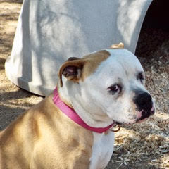 Enlarge Teana, a Adoptable American Bulldog in Green Valley, AZ image 6/6