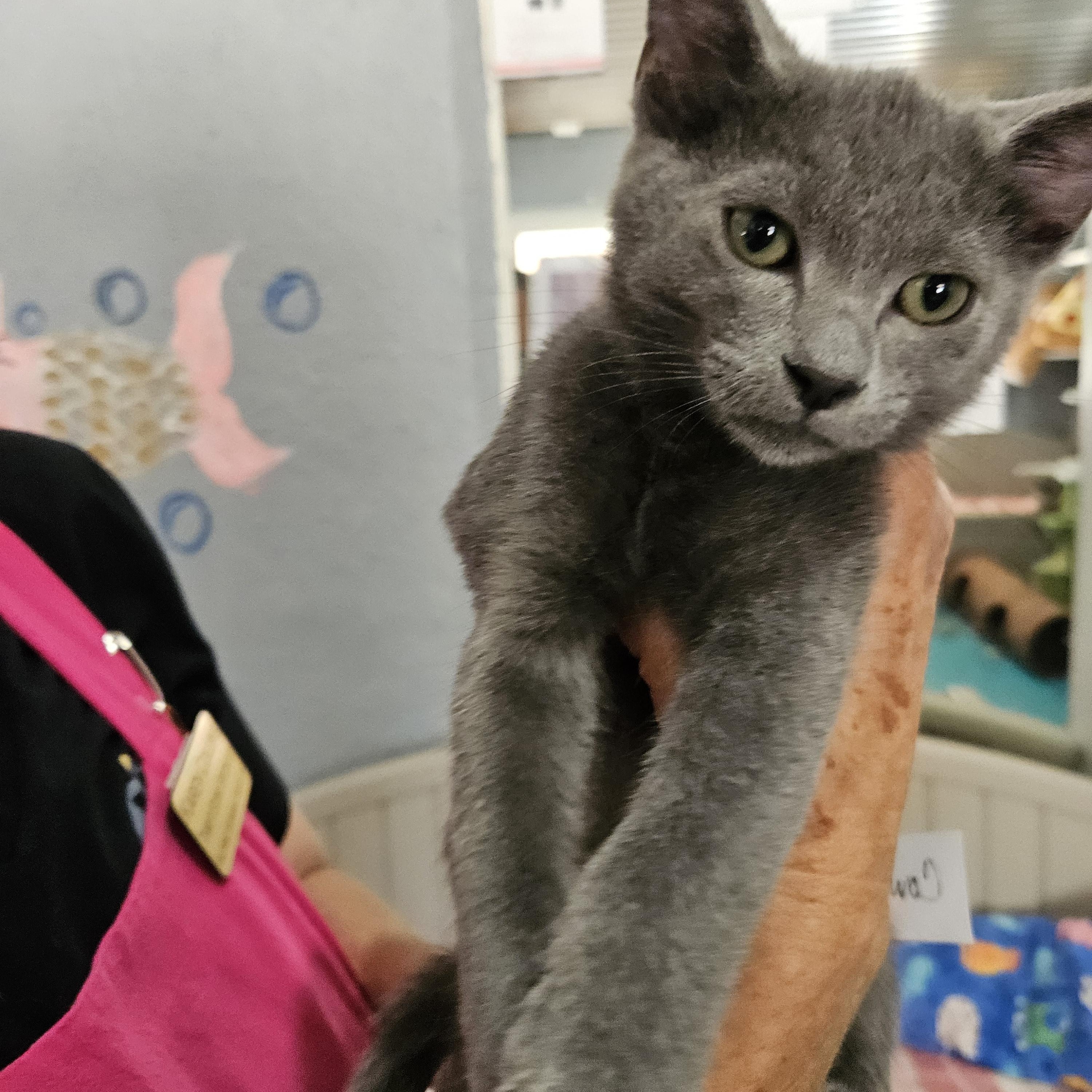 Cowboy, Adoptable, Young Male Domestic Short Hair.