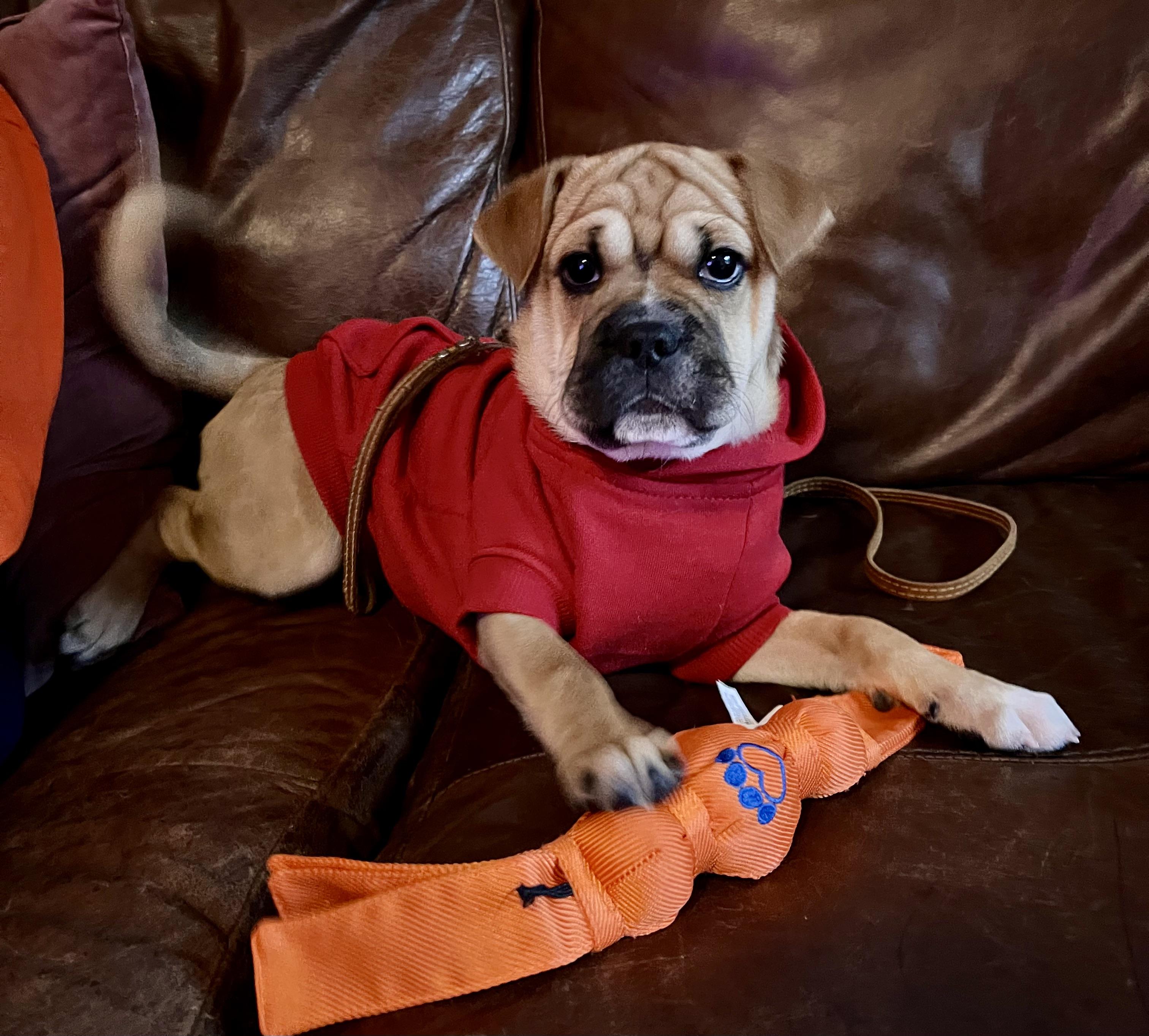 Smidge, adopted, Puppy Male Puggle & Boxer.