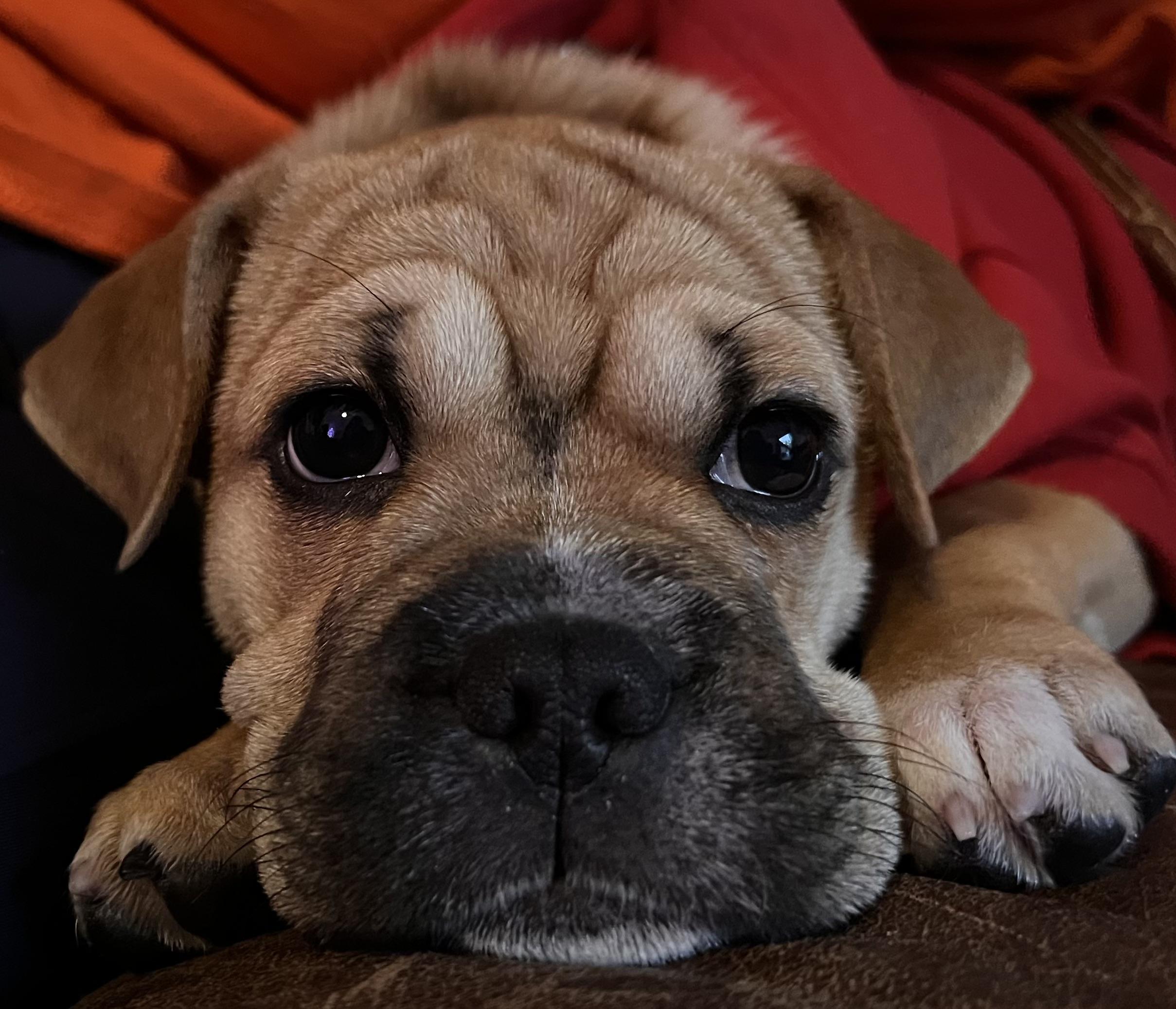 Enlarge Smidge, an adopted mixed breed in Kincaid, IL image 2/2