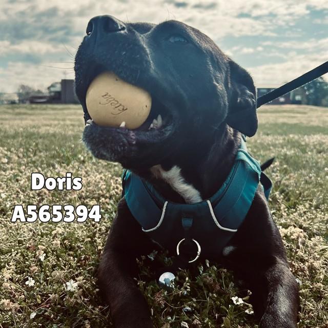 DORIS, Adoptable, Adult Female Pit Bull Terrier.