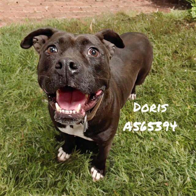 Enlarge DORIS, a Adoptable Pit Bull Terrier in Huntsville, AL image 1/1