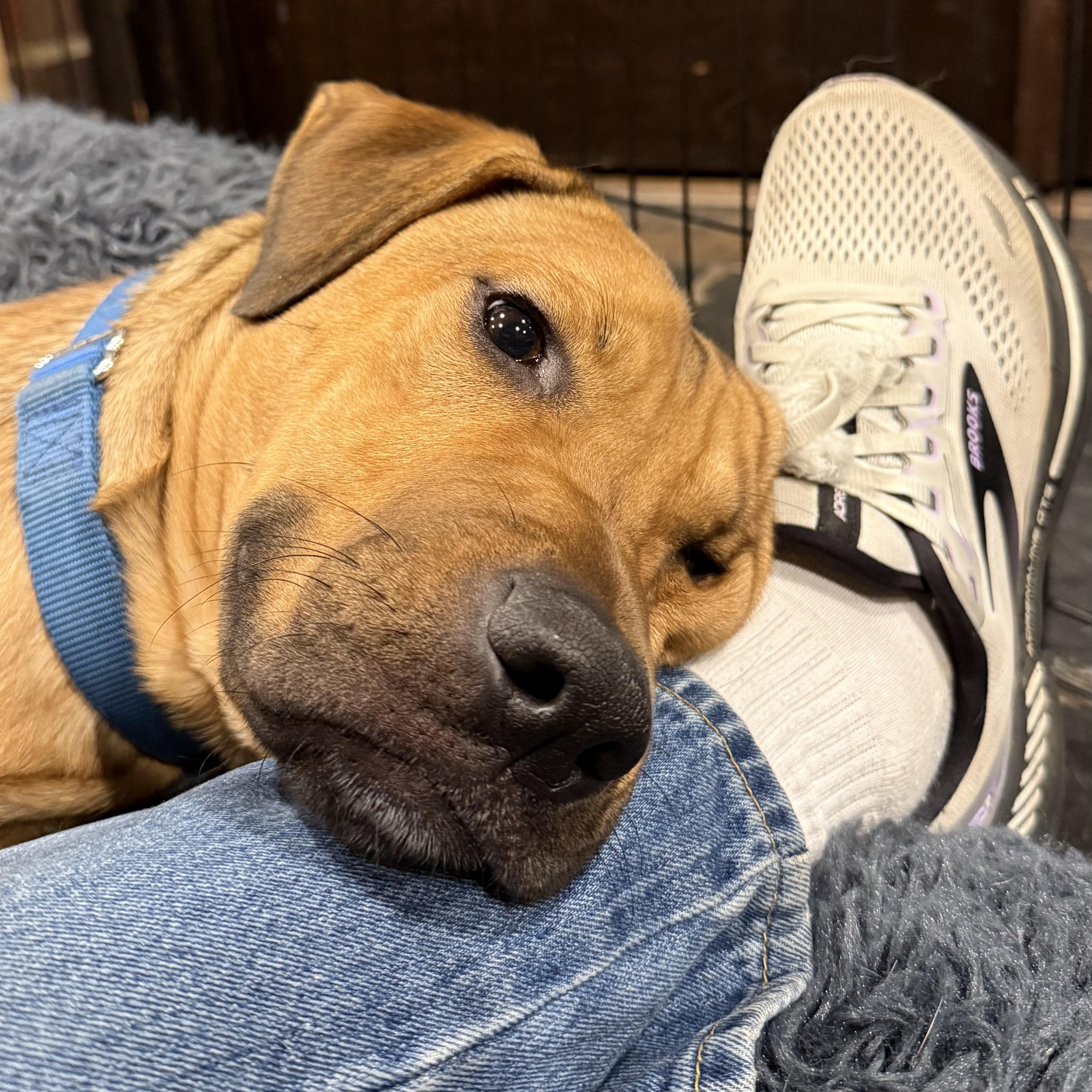 Jack, Adoptable, Young Male Hound & Rhodesian Ridgeback.