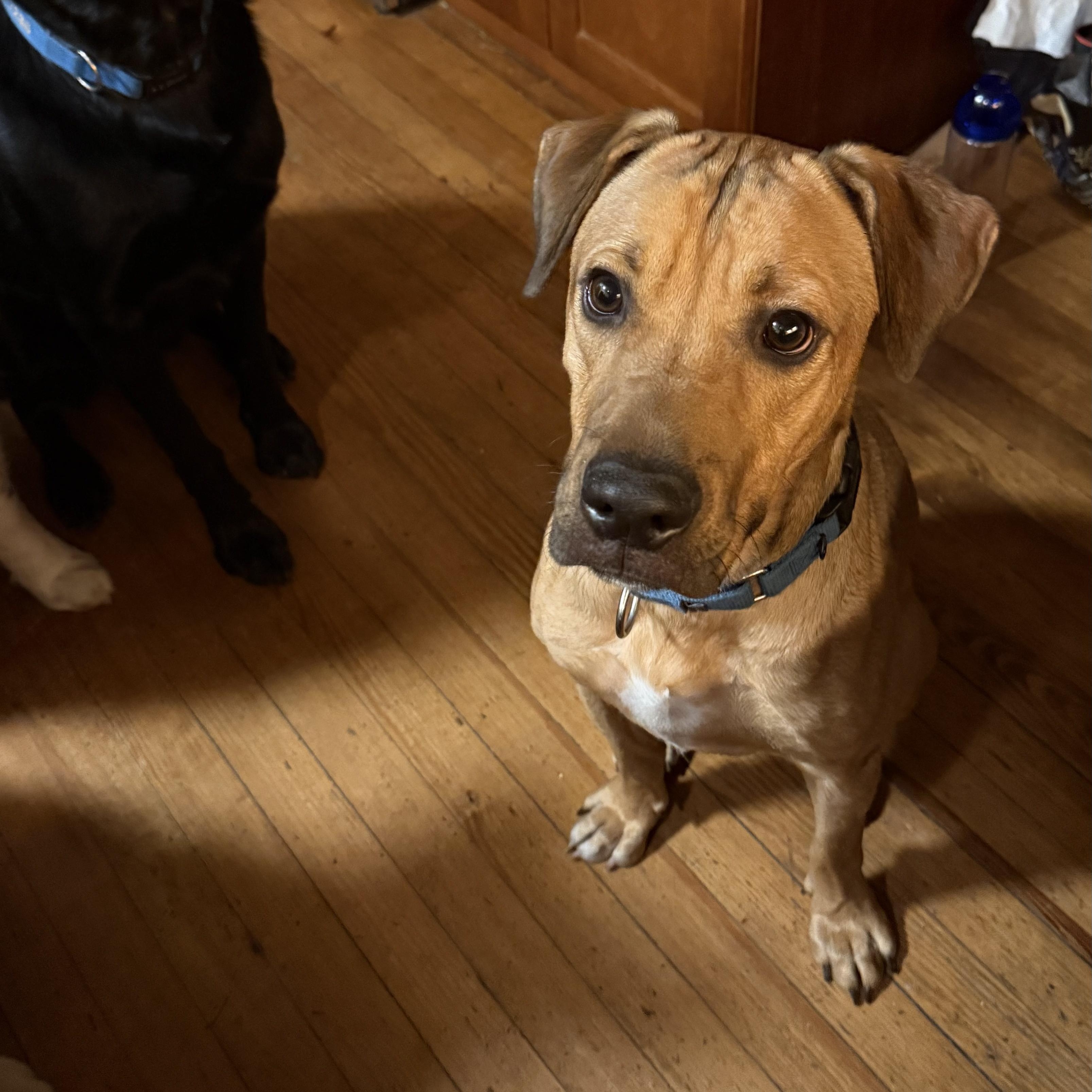 Jack, an adoption pending mixed breed in Ellicott City, MD image 5/5