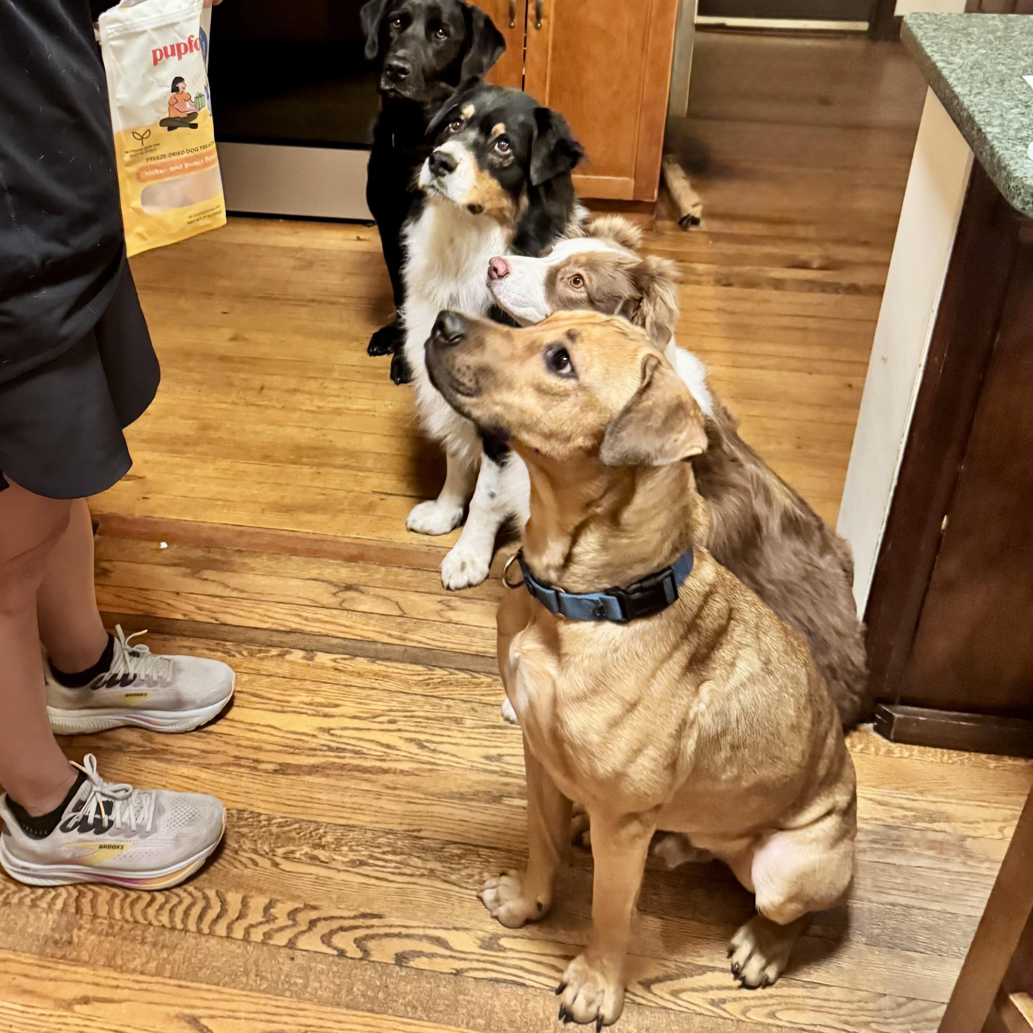 Jack, an adoption pending mixed breed in Ellicott City, MD image 4/5