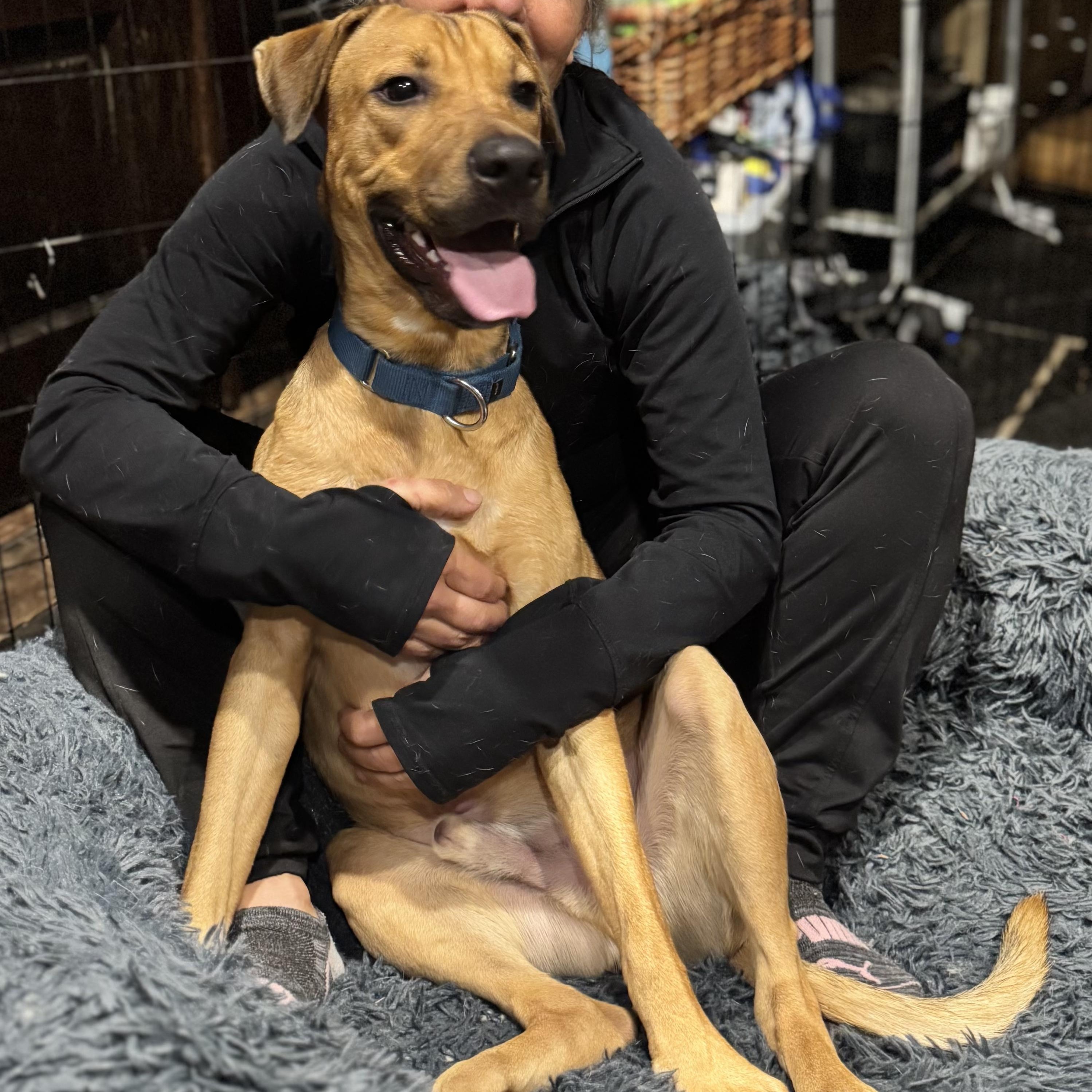 Jack, an adoption pending mixed breed in Ellicott City, MD image 3/5