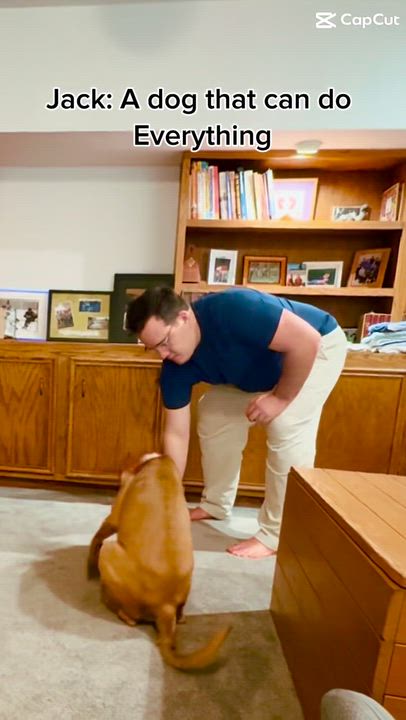 Enlarge Jack, an adoption pending mixed breed in Ellicott City, MD video 2/5