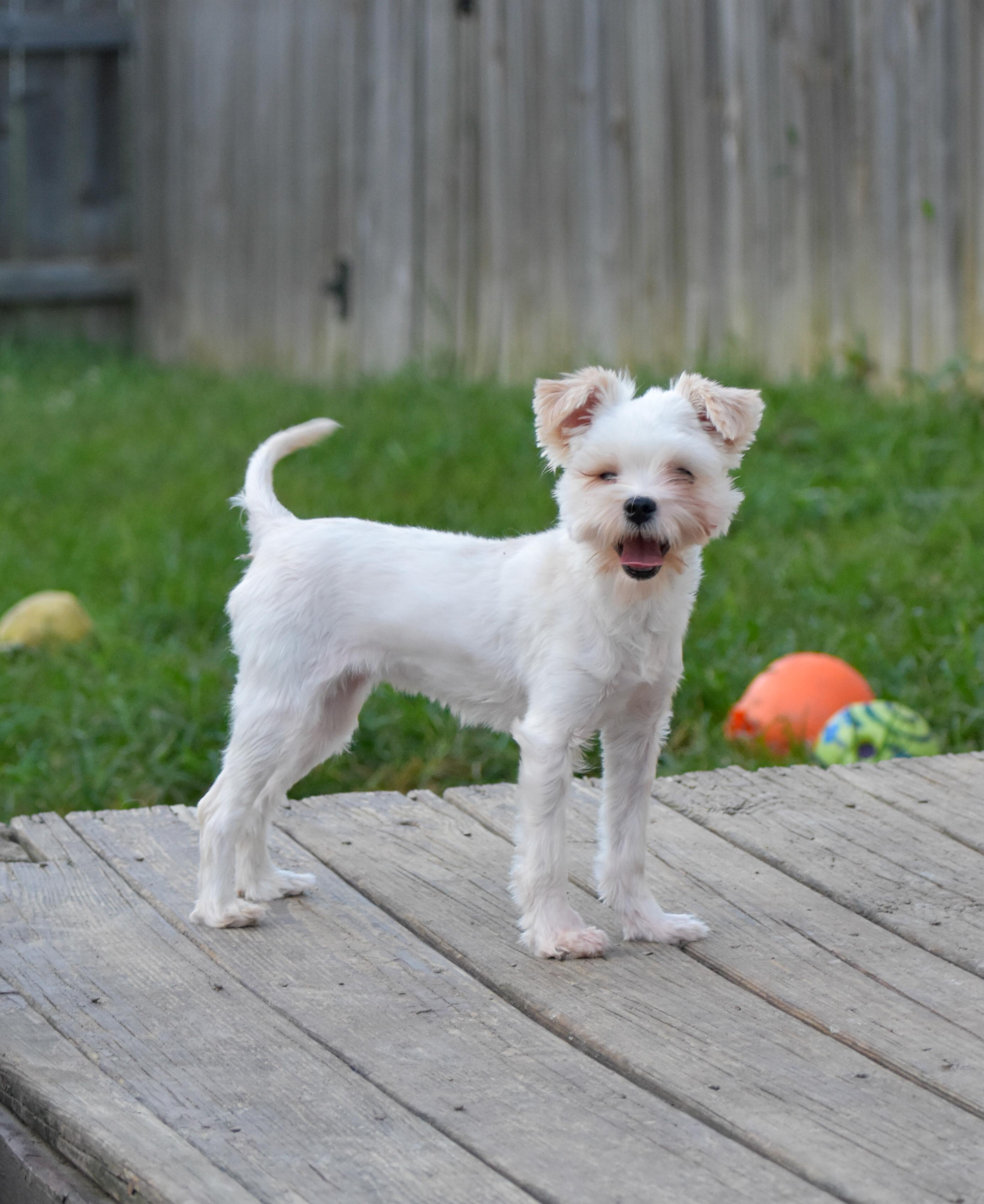 Enlarge Feather Duster, a Adoptable mixed breed in Indianapolis, IN image 4/5