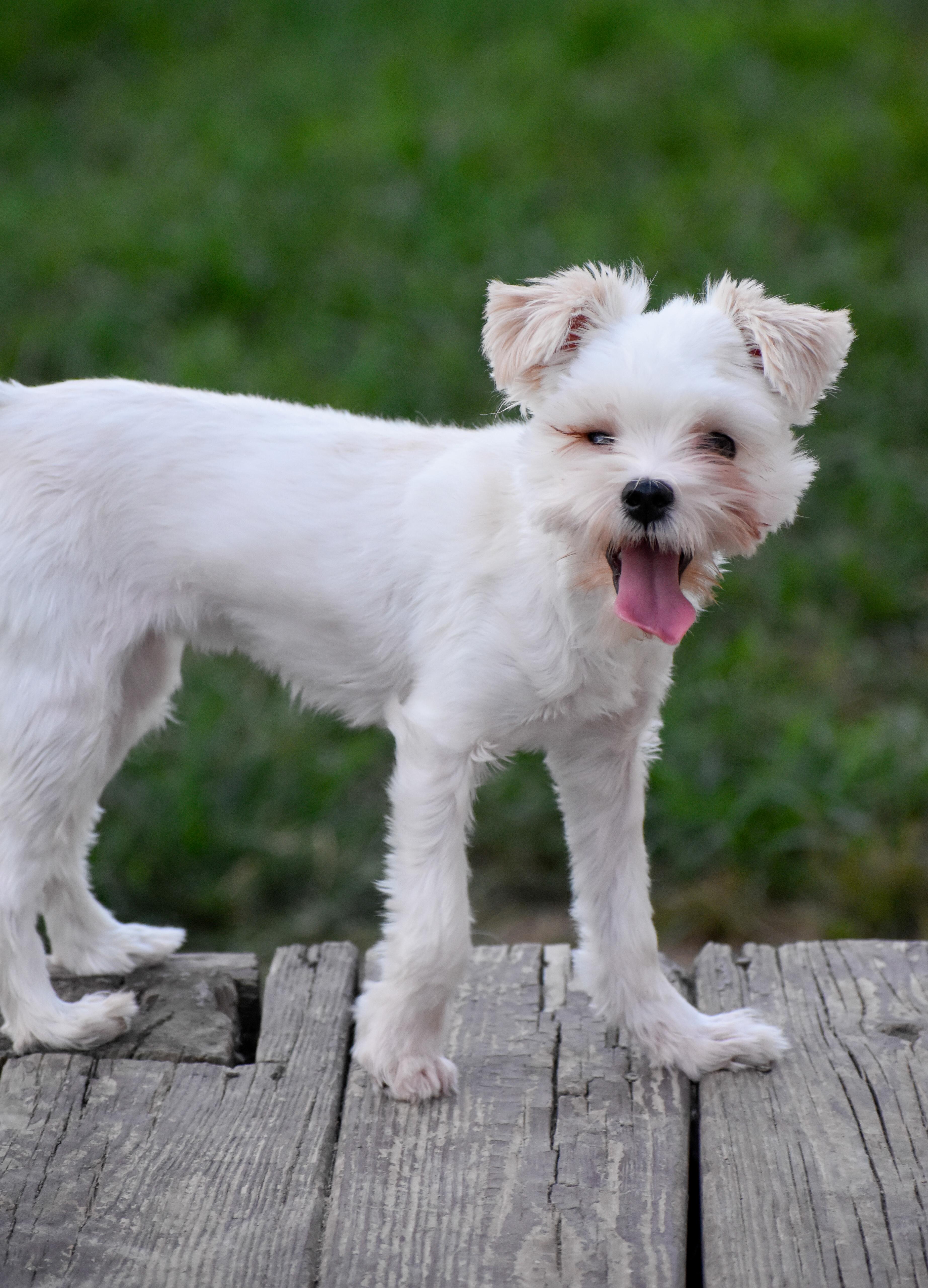 Enlarge Feather Duster, a Adoptable mixed breed in Indianapolis, IN image 2/5