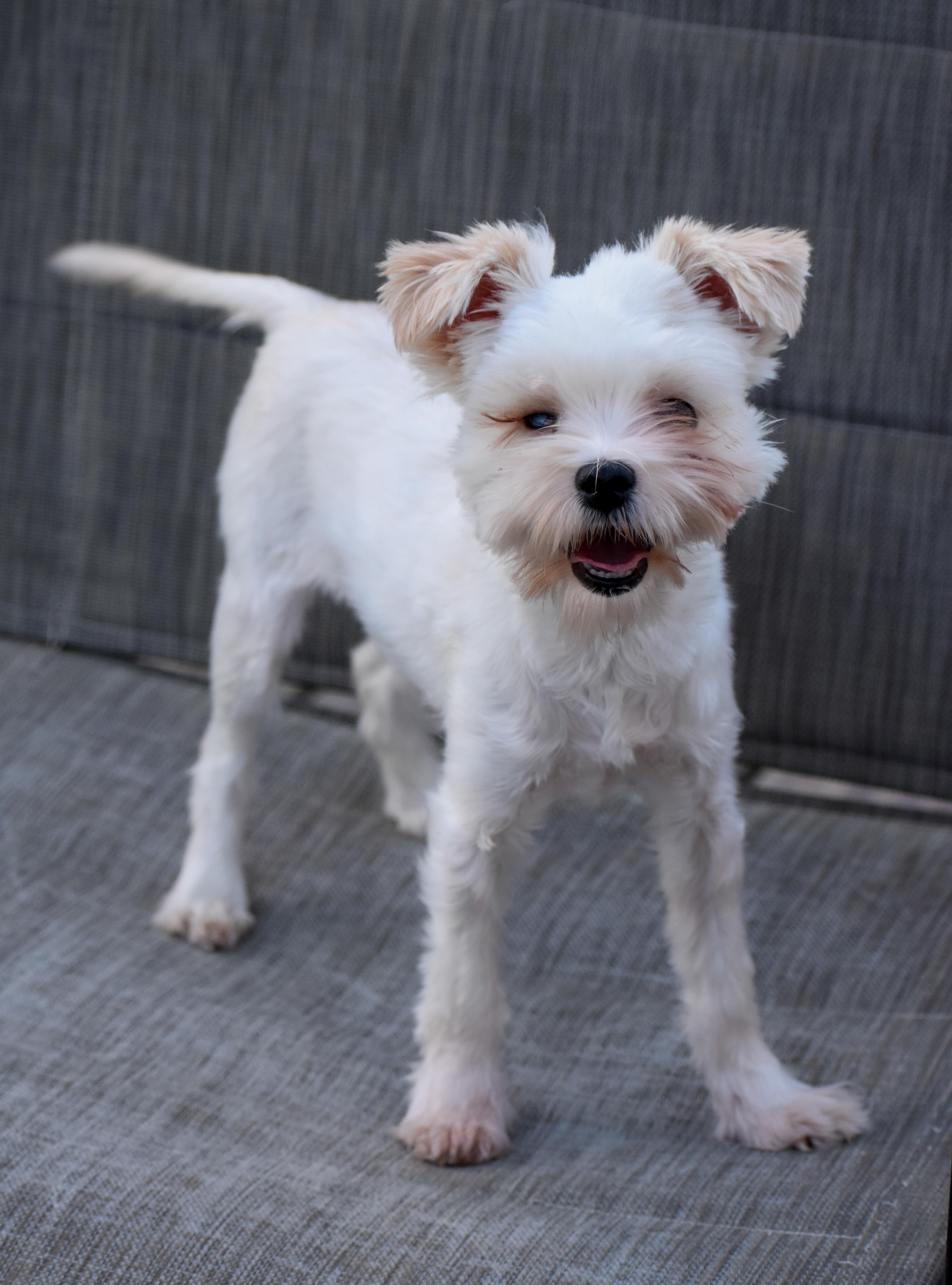 Feather Duster, Adoptable, Young Female Yorkshire Terrier & Maltese.