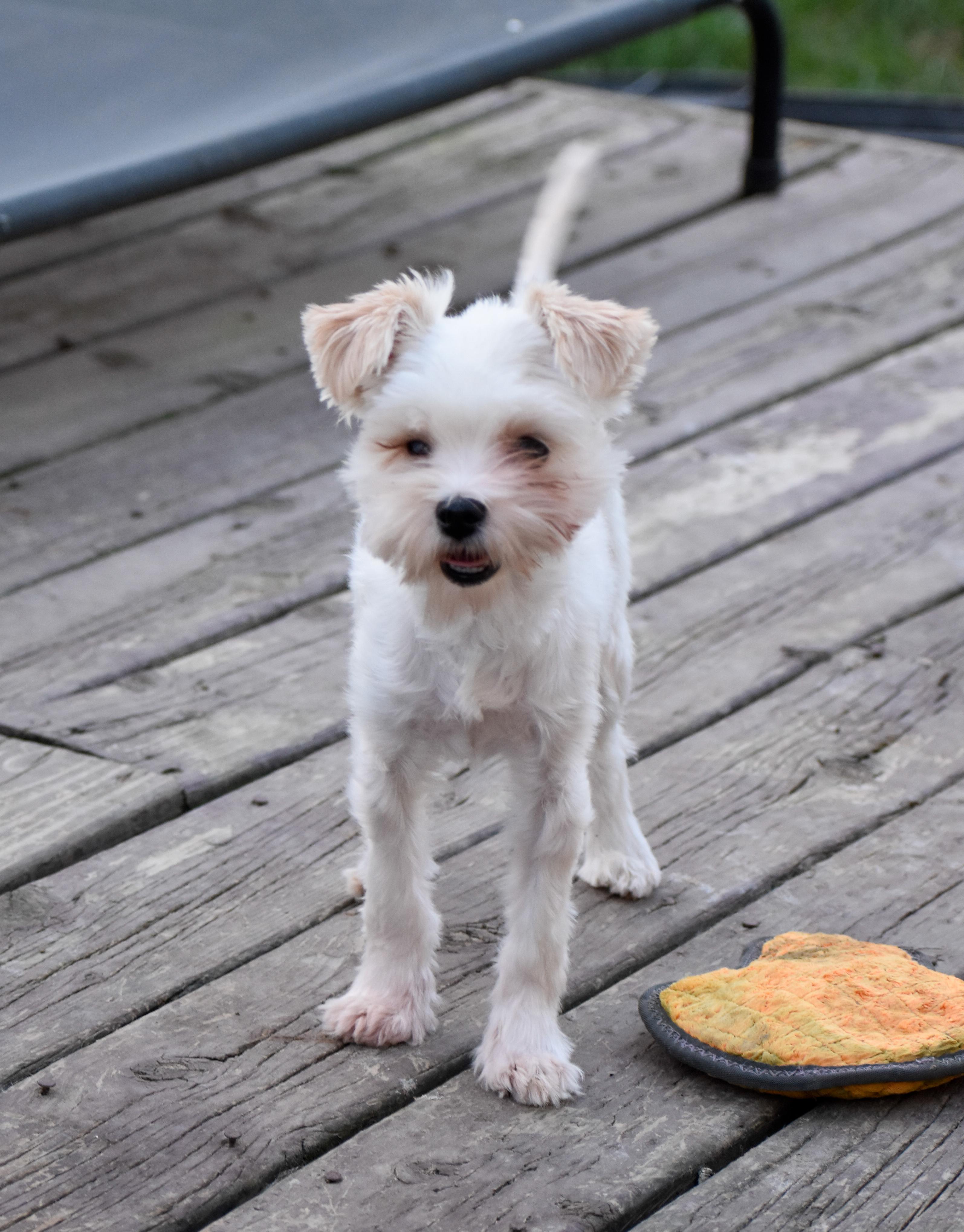 Enlarge Feather Duster, a Adoptable mixed breed in Indianapolis, IN image 3/5