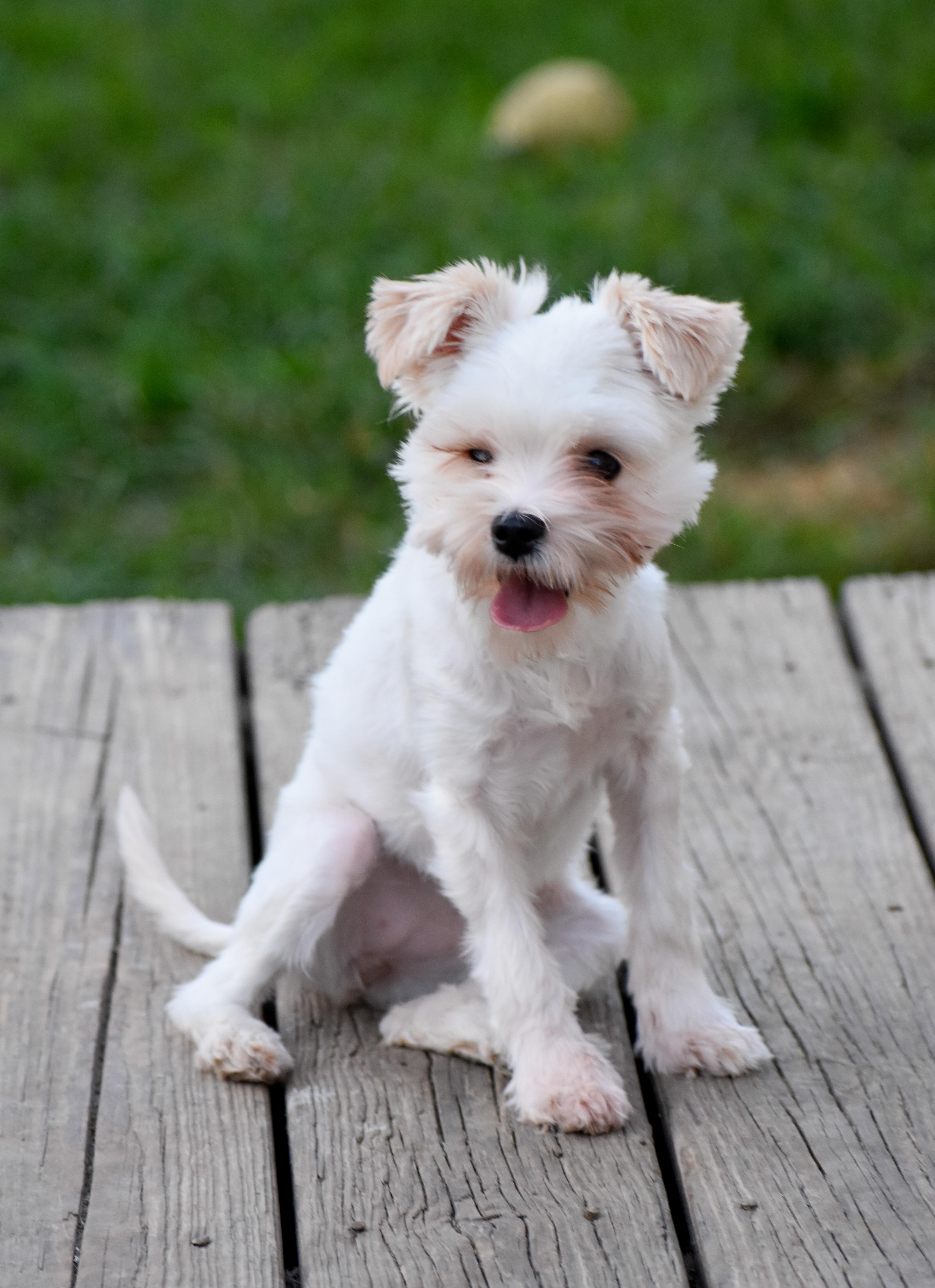 Enlarge Feather Duster, a Adoptable mixed breed in Indianapolis, IN image 5/5