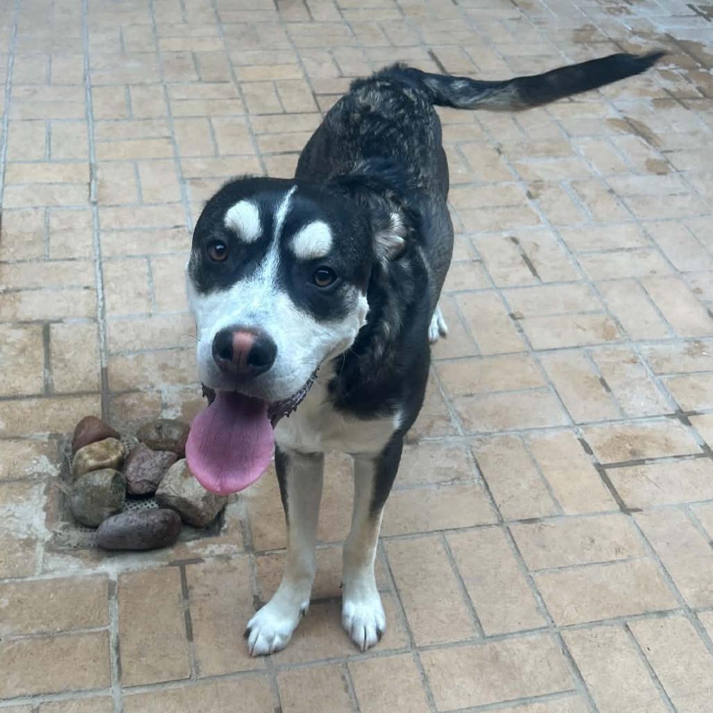 Enlarge Beau, a Adoptable mixed breed in Odessa, TX image 1/3