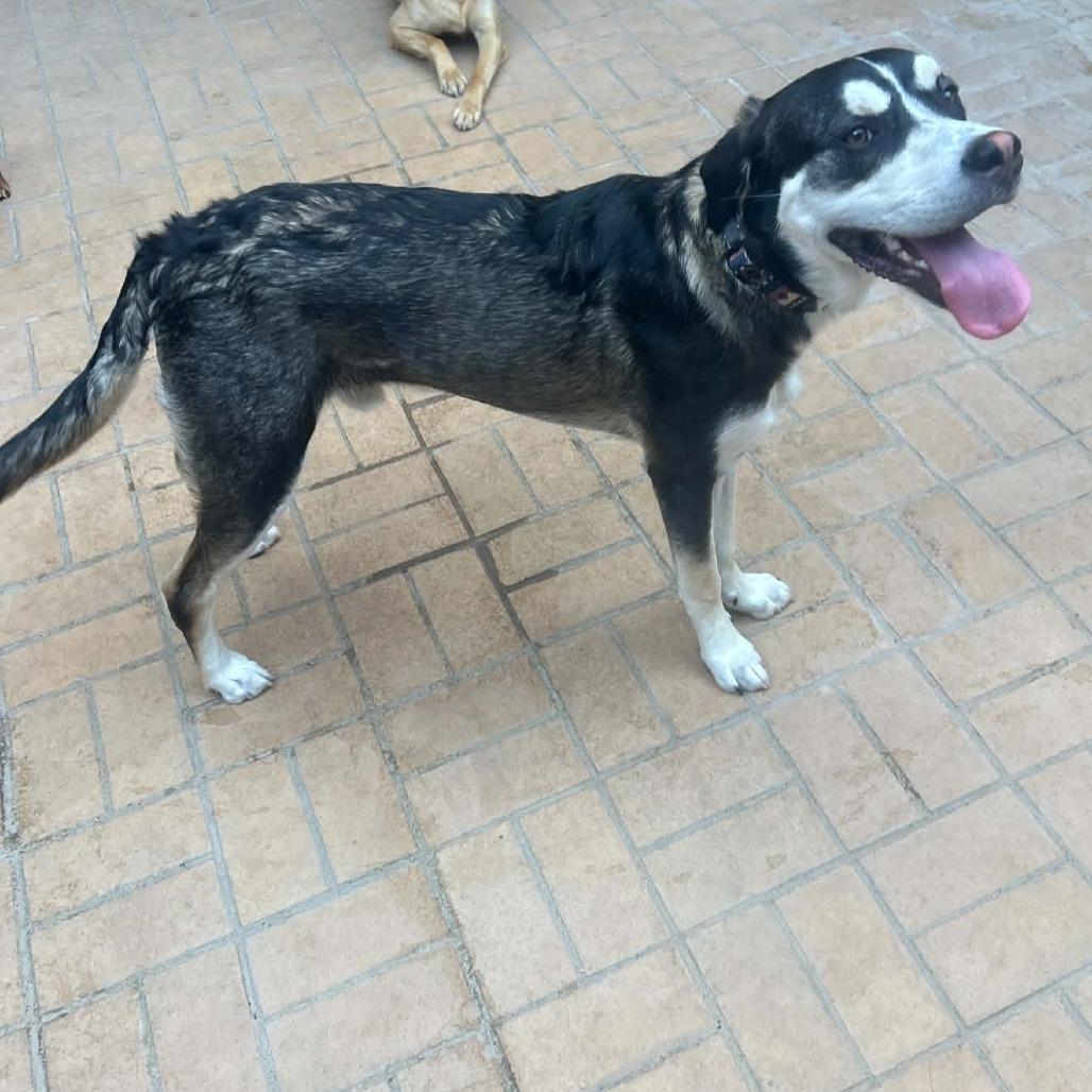 Enlarge Beau, a Adoptable mixed breed in Odessa, TX image 2/3