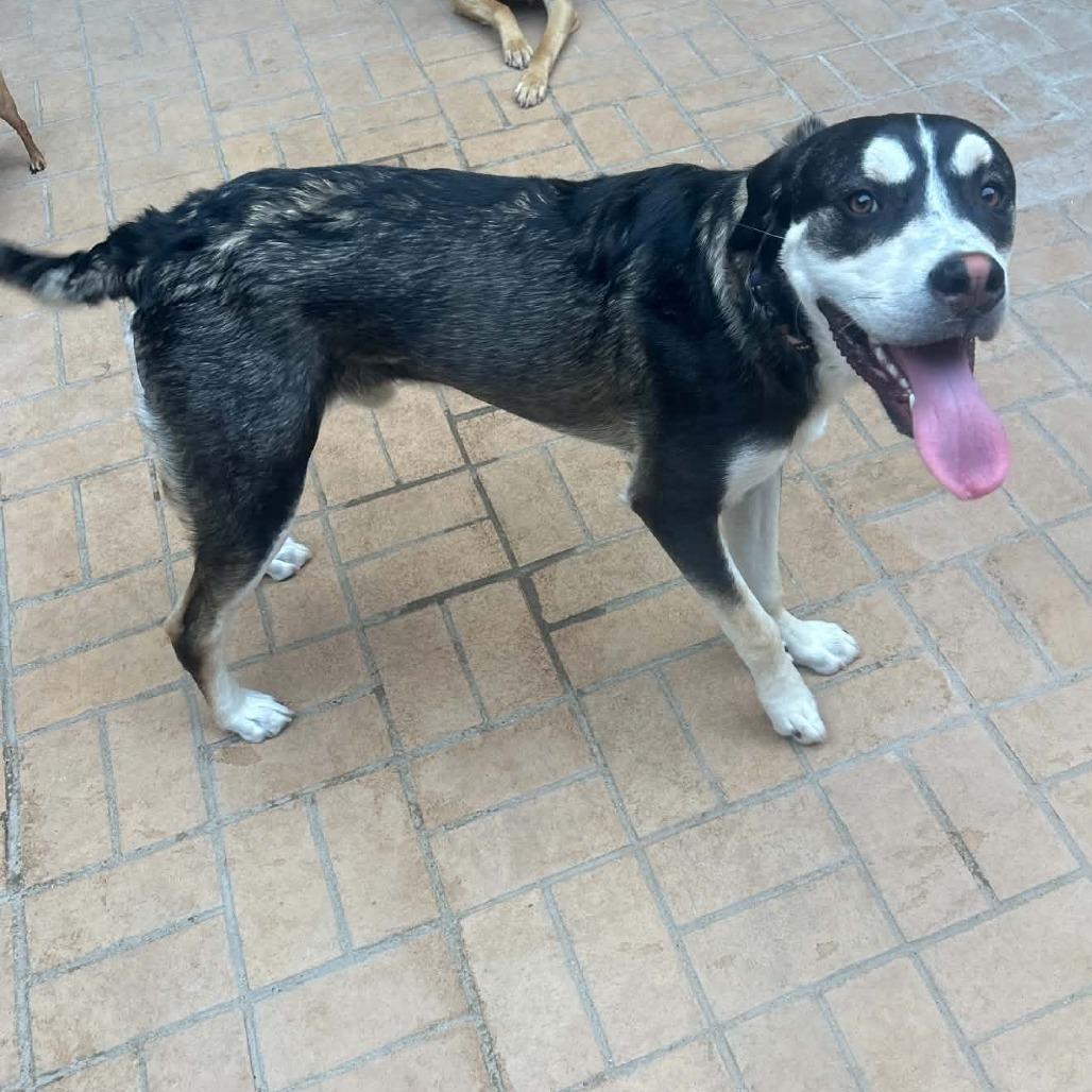 Enlarge Beau, a Adoptable mixed breed in Odessa, TX image 3/3