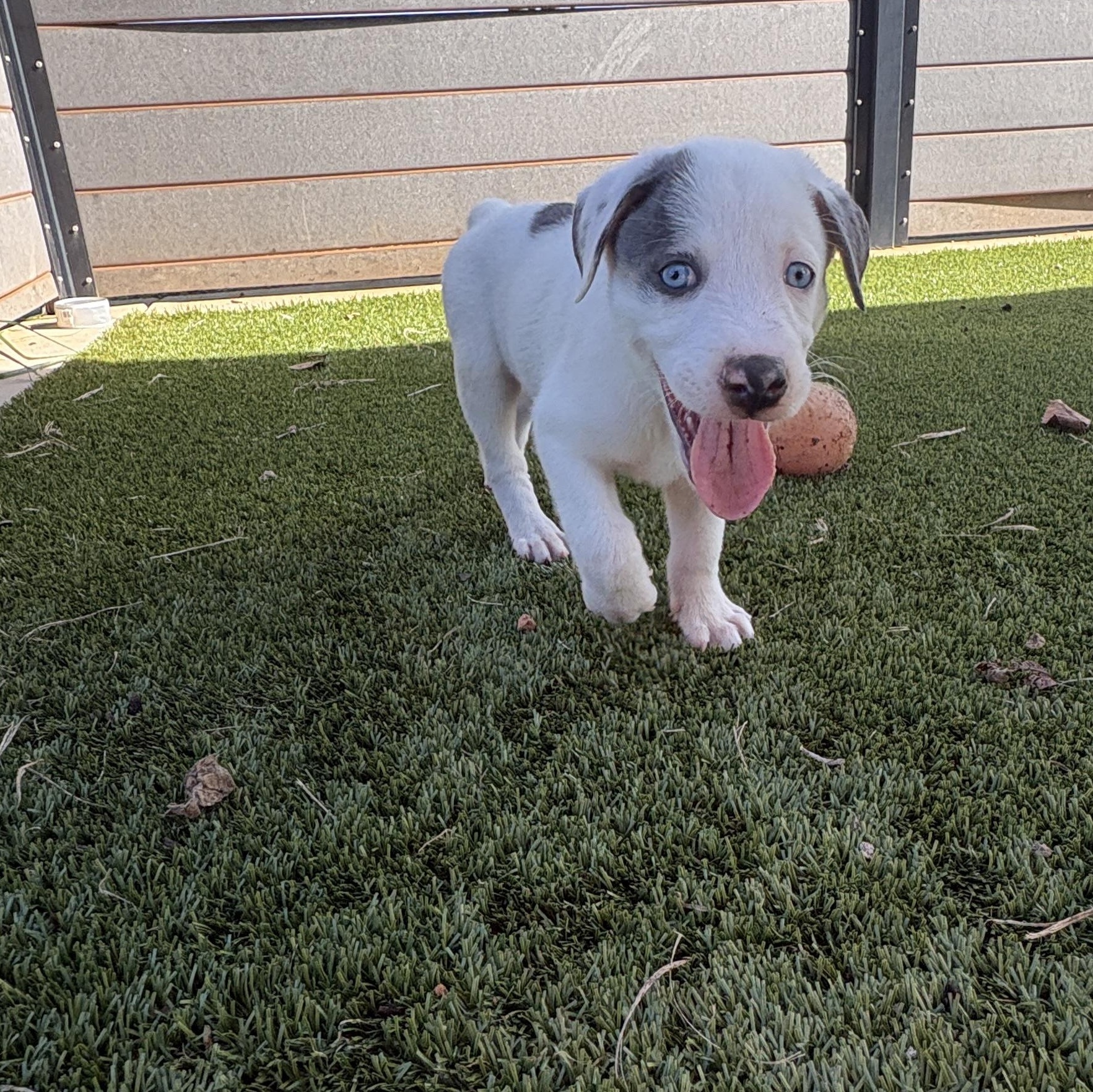 Enlarge Colt, a Adoptable mixed breed in Charlotte, NC image 6/6