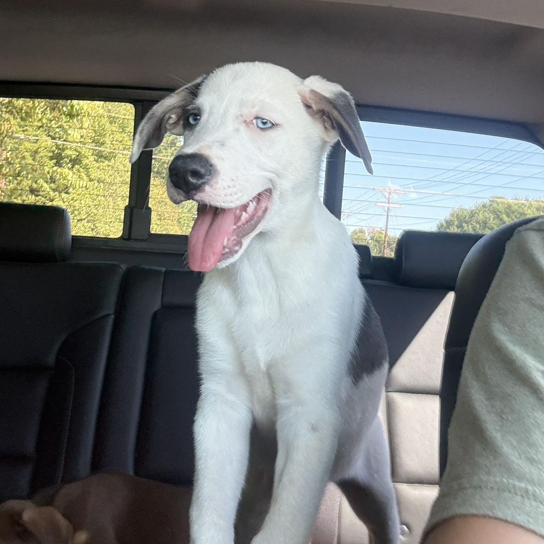 Enlarge Colt, a Adoptable mixed breed in Charlotte, NC image 2/6