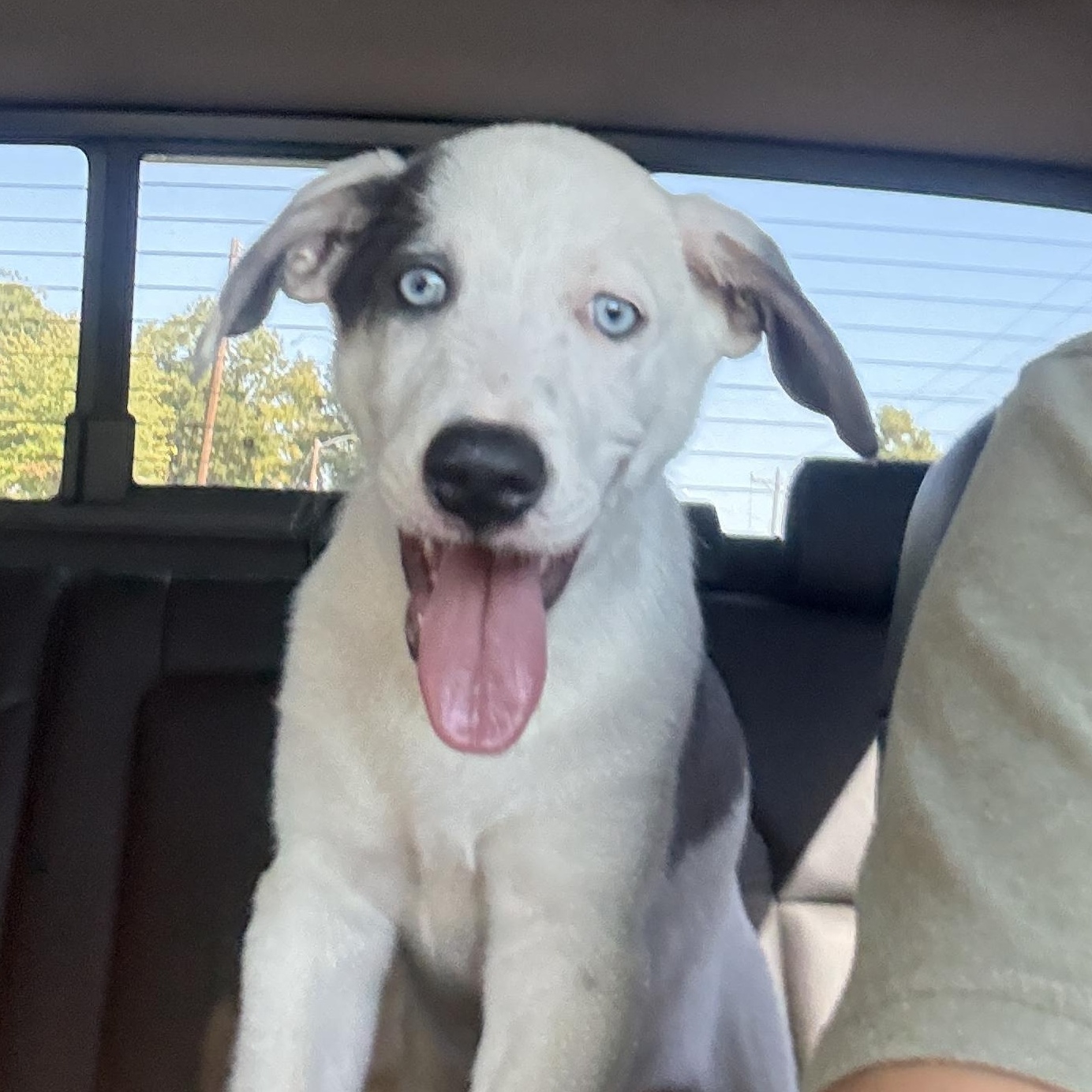 Colt, Adoptable, Puppy Male Siberian Husky.