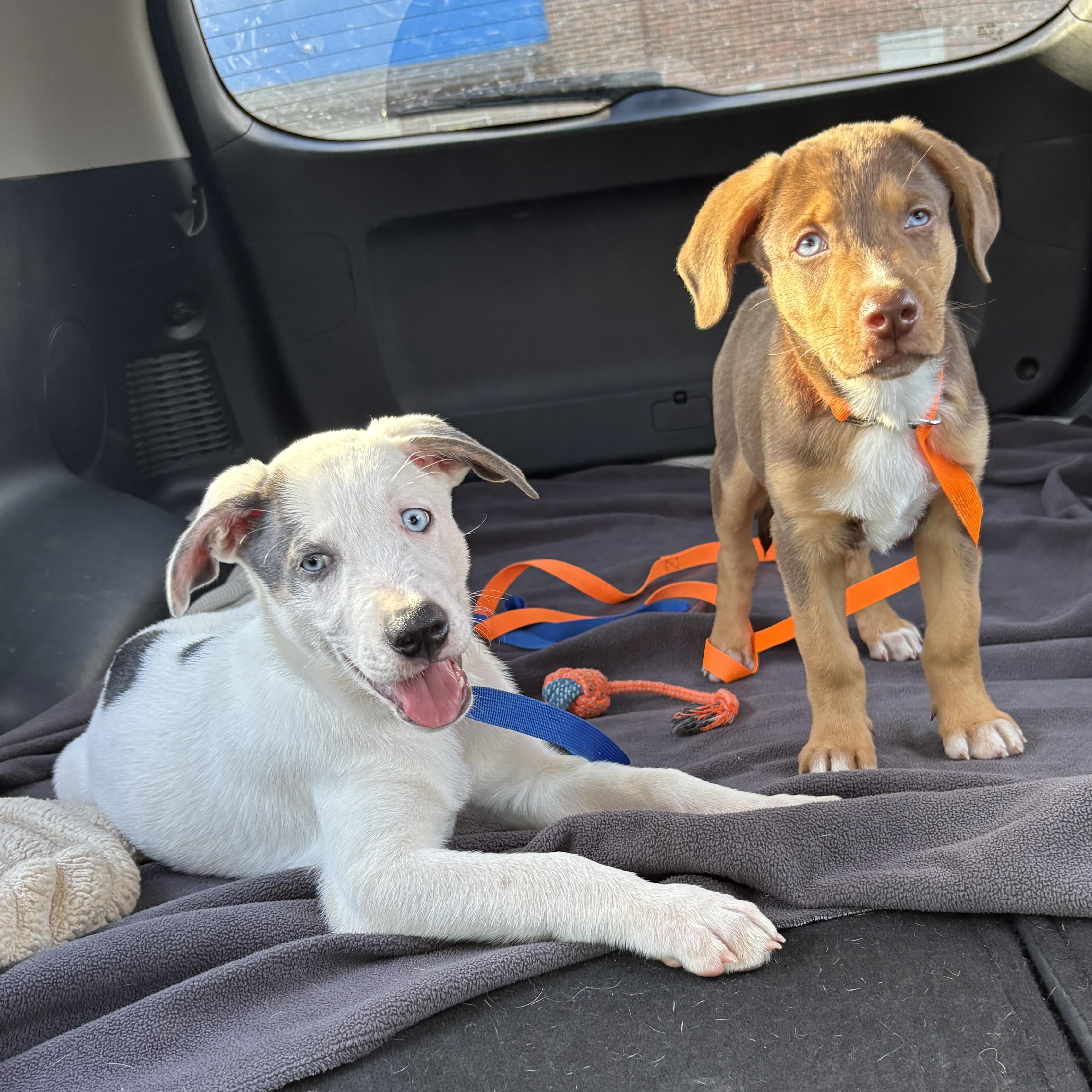 Enlarge Colt, a Adoptable mixed breed in Charlotte, NC image 3/6