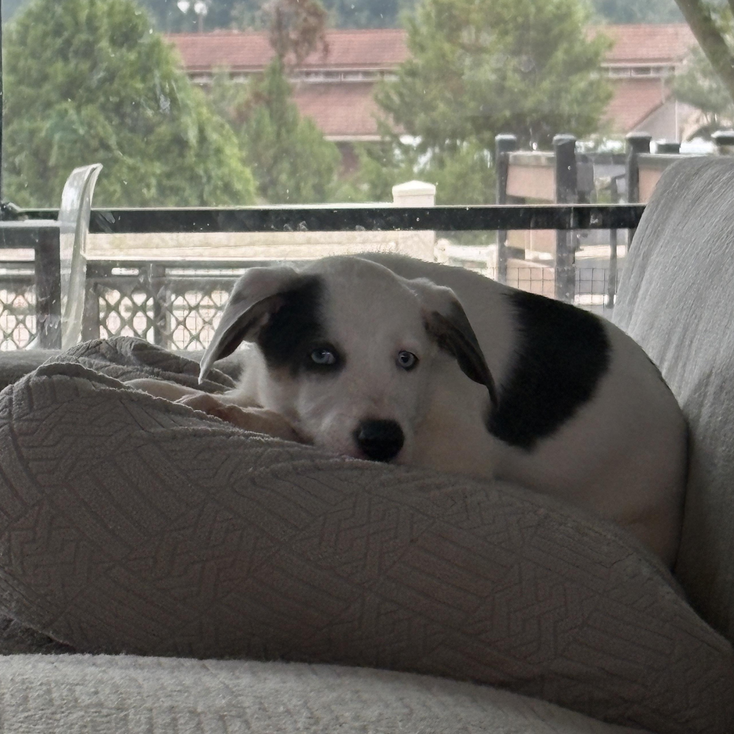 Enlarge Colt, a Adoptable mixed breed in Charlotte, NC image 4/6