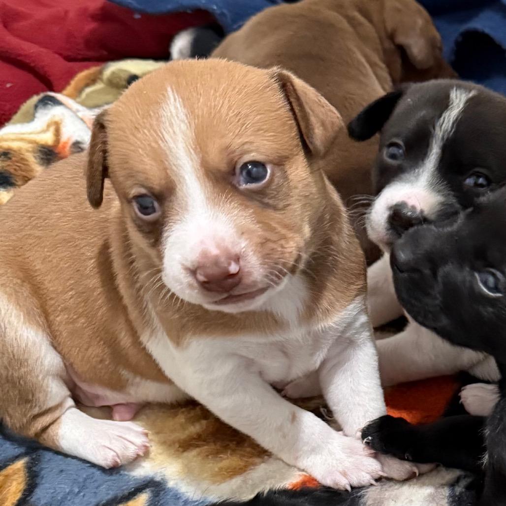 Enlarge Romeo, a Adoptable mixed breed in Cedaredge, CO image 1/6