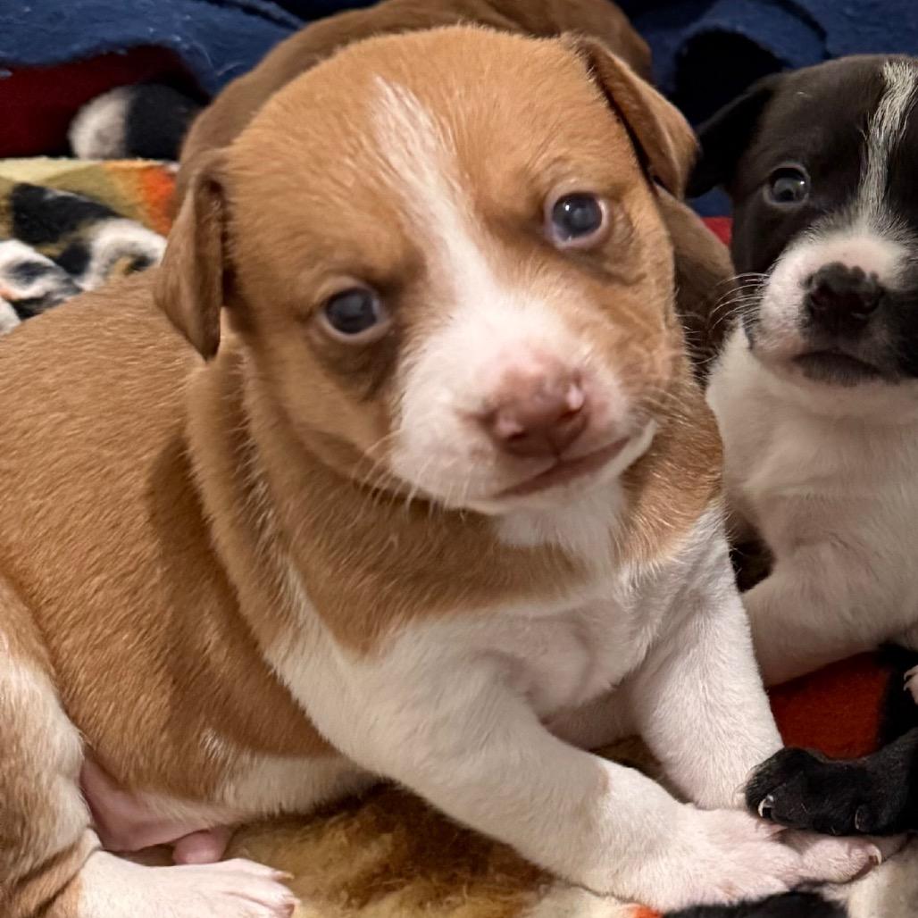 Enlarge Romeo, a Adoptable mixed breed in Cedaredge, CO image 2/6