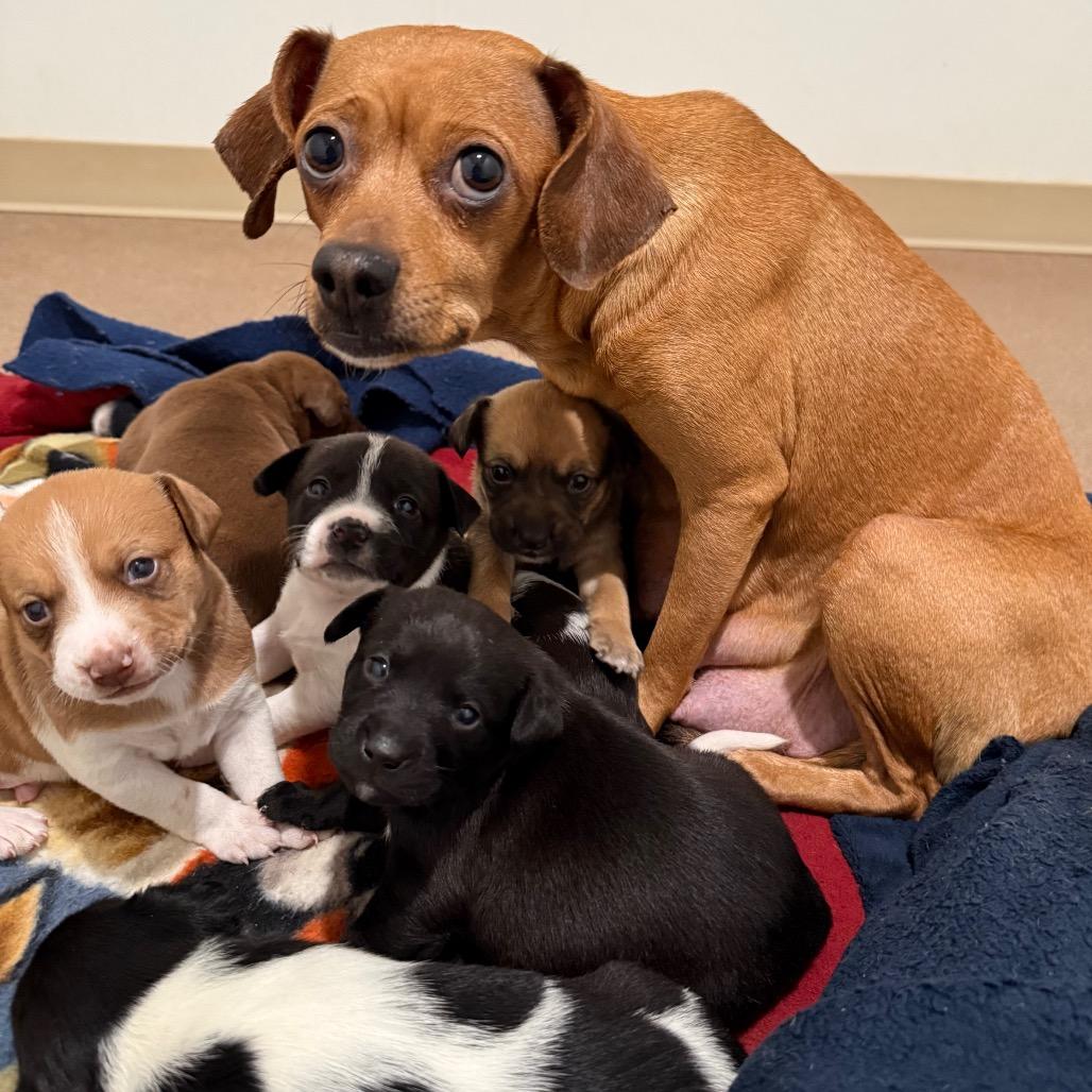 Enlarge Romeo, a Adoptable mixed breed in Cedaredge, CO image 4/6