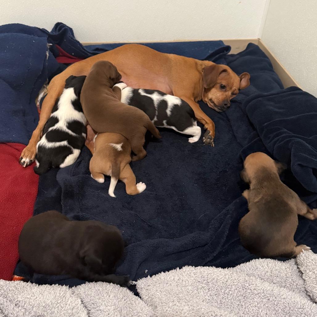 Enlarge Romeo, a Adoptable mixed breed in Cedaredge, CO image 5/6