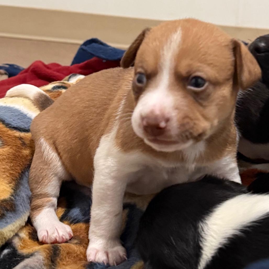 Enlarge Romeo, a Adoptable mixed breed in Cedaredge, CO image 6/6