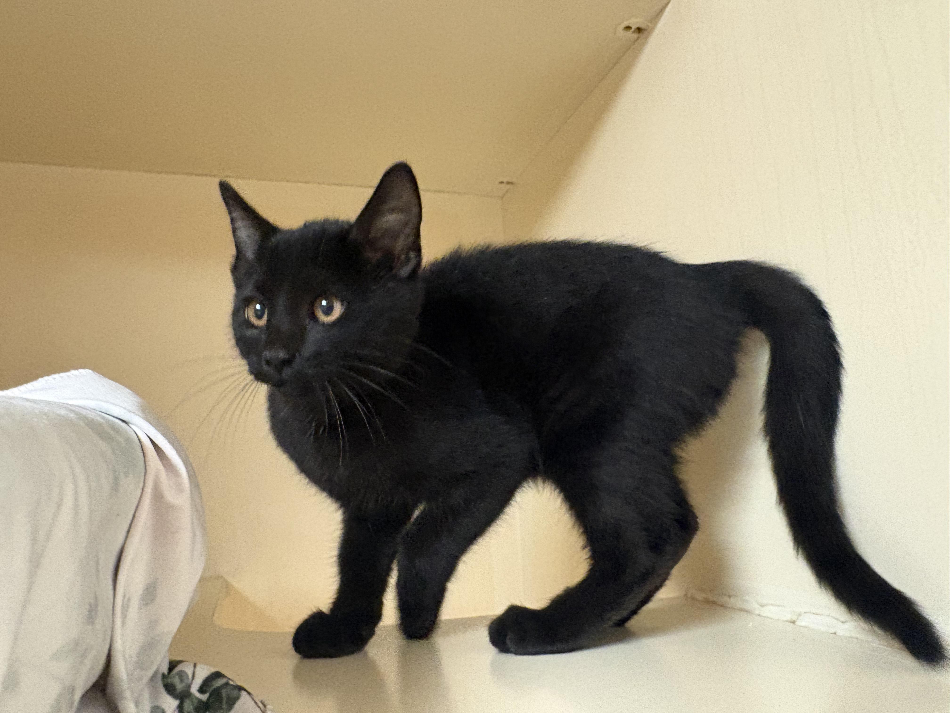 Stray Cat, Adoptable, Young Male Domestic Short Hair.