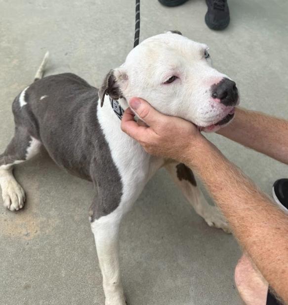 Truffles, an adopted Pit Bull Terrier in San Diego, CA image 4/4