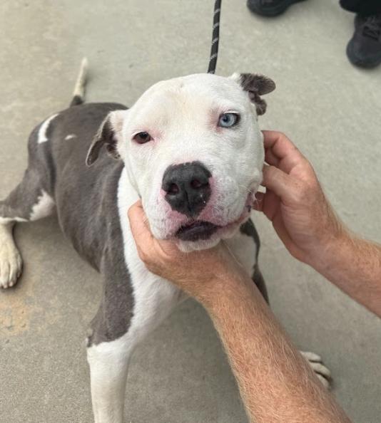 Truffles, Adoptable, Adult Female Pit Bull Terrier.
